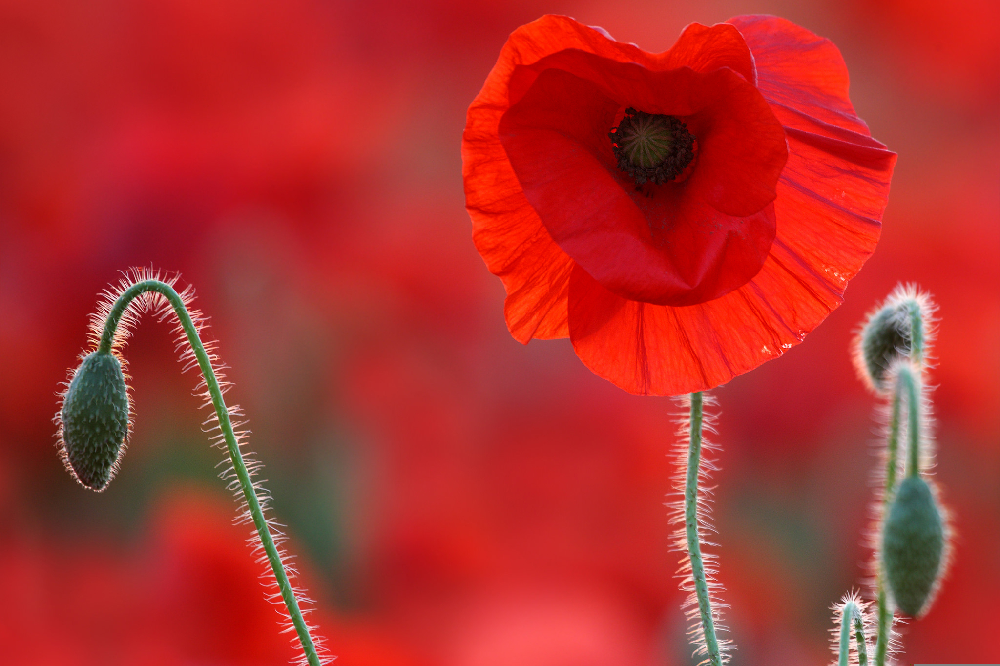 Download mobile wallpaper Nature, Flowers, Summer, Flower, Close Up, Earth, Poppy, Red Flower for free.