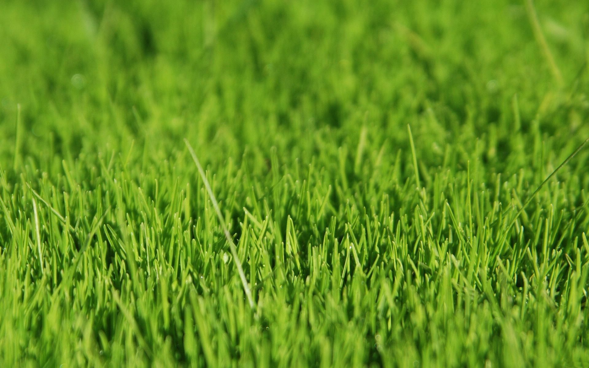 Download mobile wallpaper Macro, Grass, Light Coloured, Surface, Light for free.