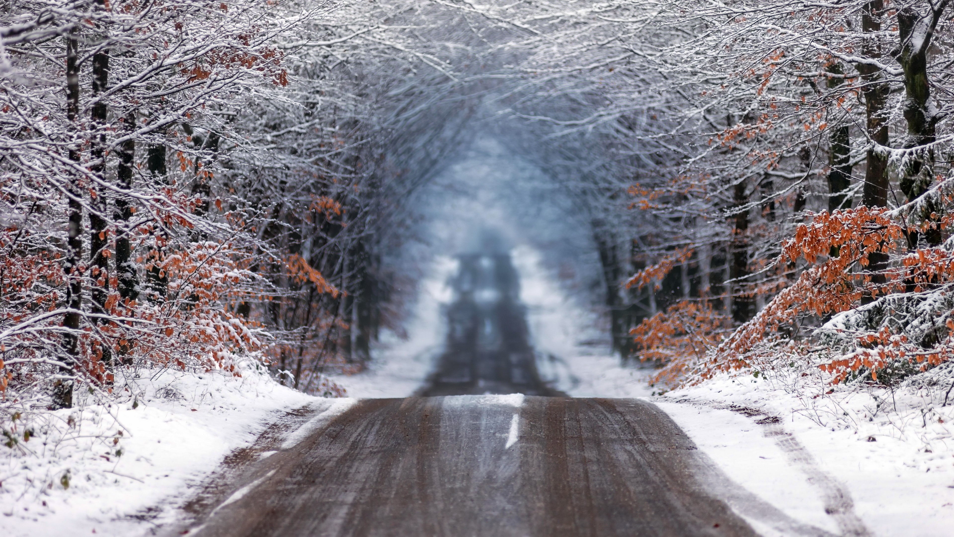 Téléchargez gratuitement l'image Hiver, Route, Forêt, Construction Humaine sur le bureau de votre PC