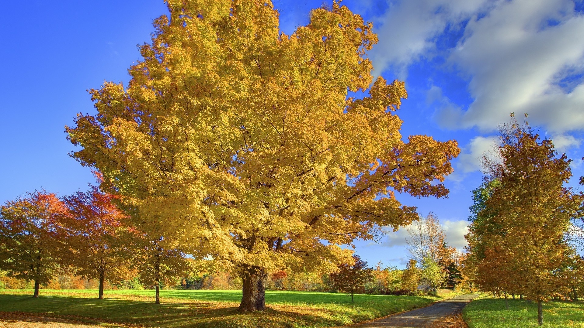 Laden Sie das Bäume, Natur, Landschaft-Bild kostenlos auf Ihren PC-Desktop herunter
