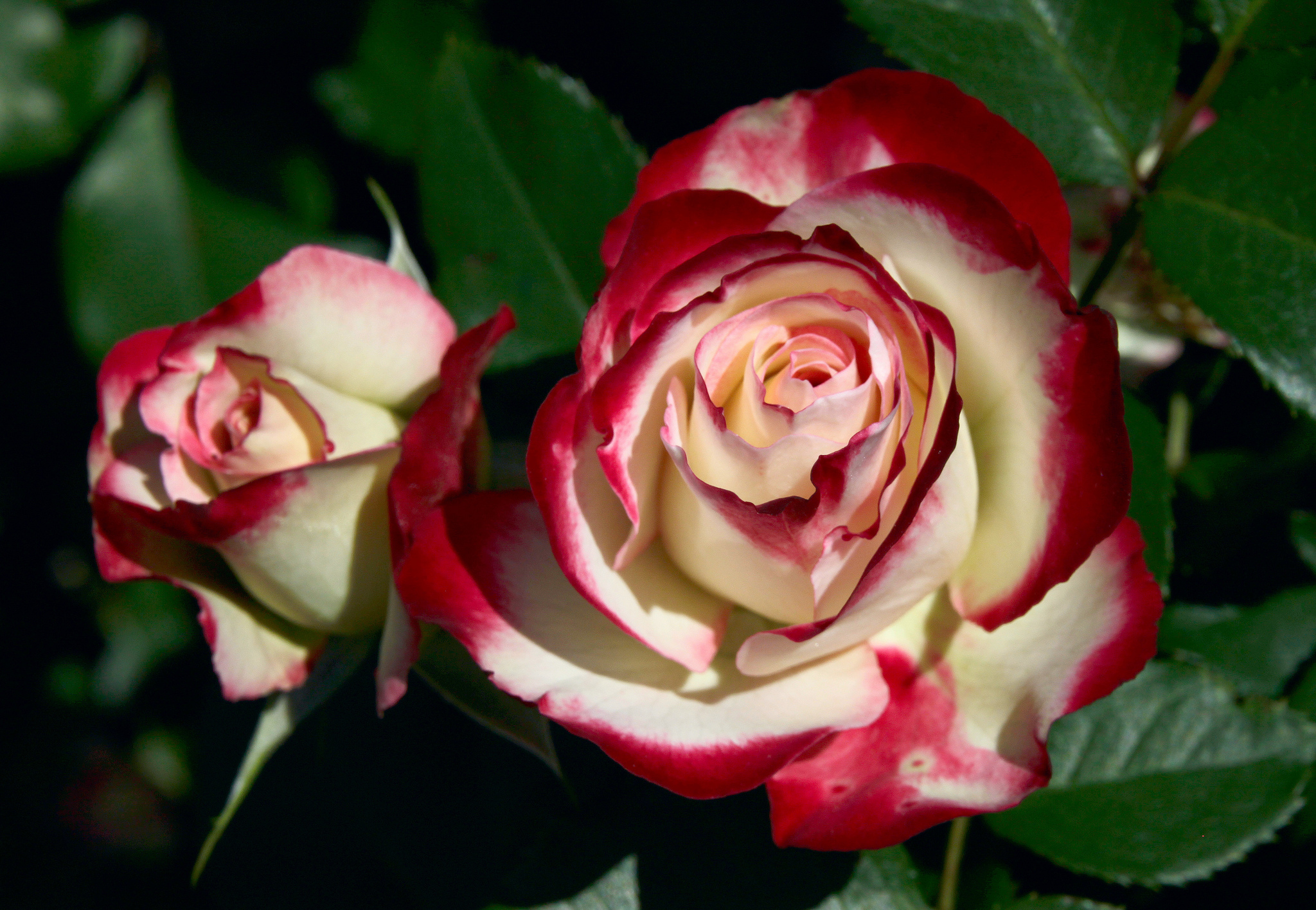 Descarga gratuita de fondo de pantalla para móvil de Flores, Rosa, Flor, Brote, Pétalo, Tierra/naturaleza.