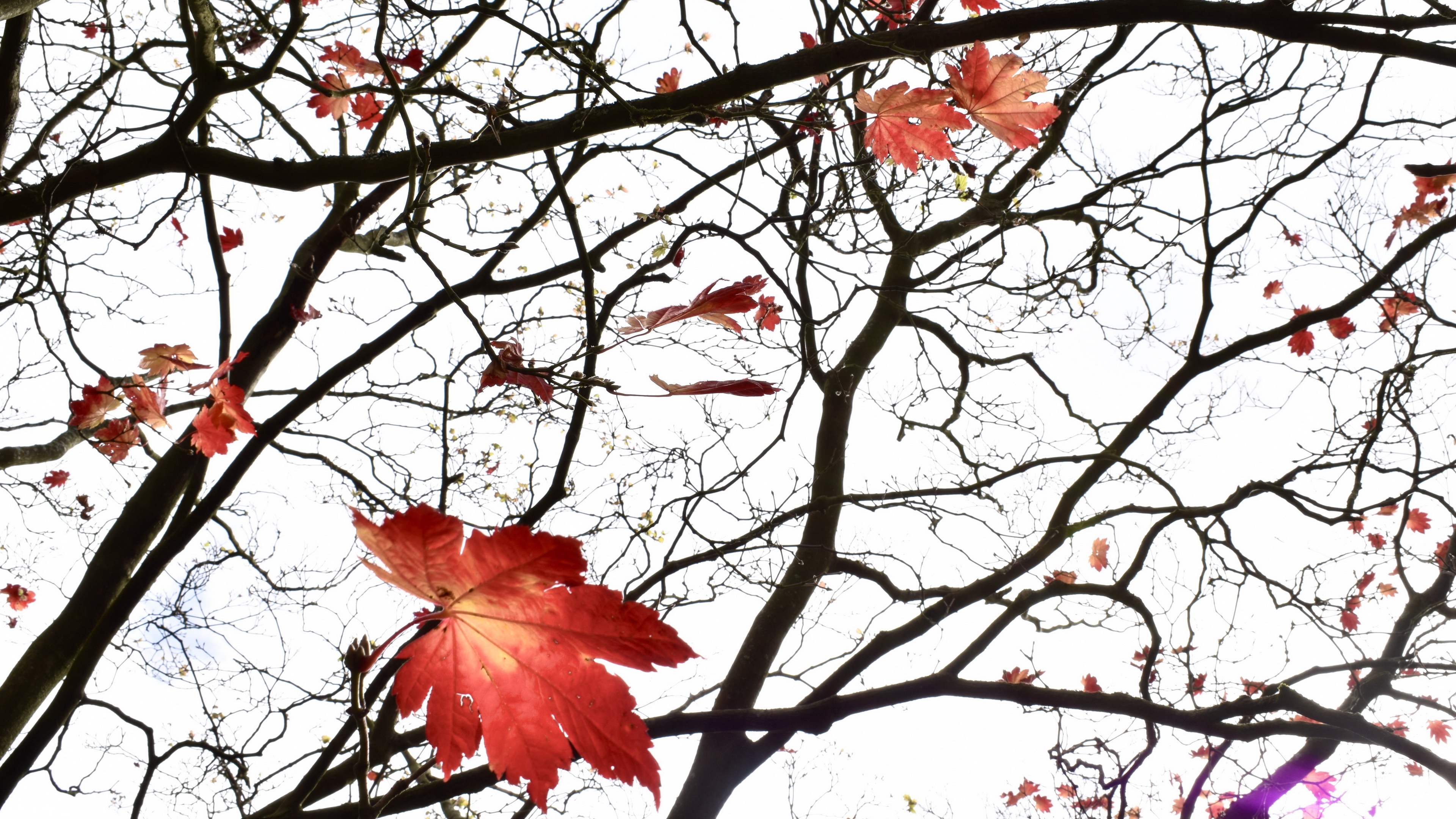 PCデスクトップに秋, 葉, ブランチ, 地球, メープル リーフ画像を無料でダウンロード