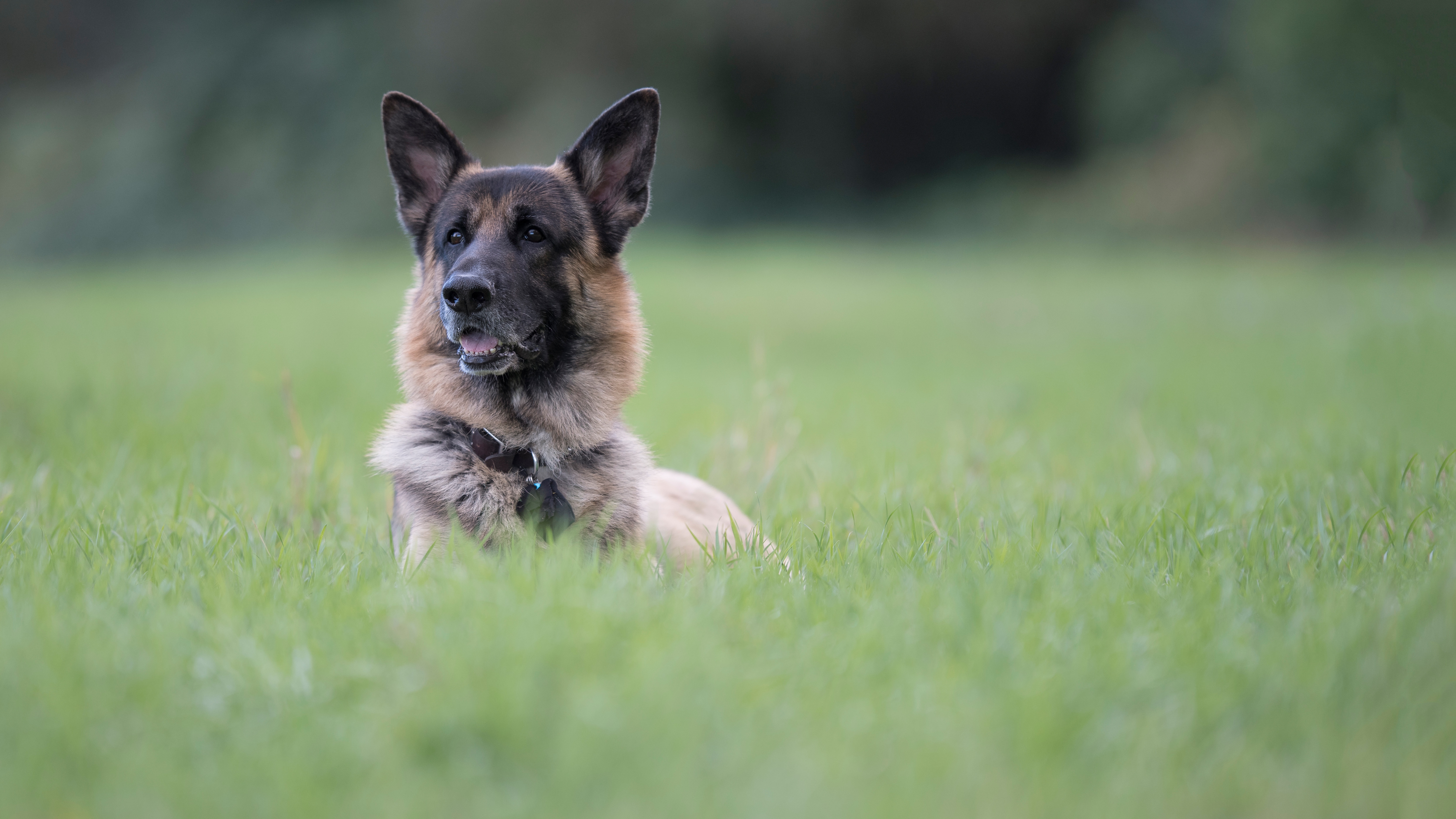 無料モバイル壁紙動物, 犬, ジャーマンシェパード, 被写界深度をダウンロードします。