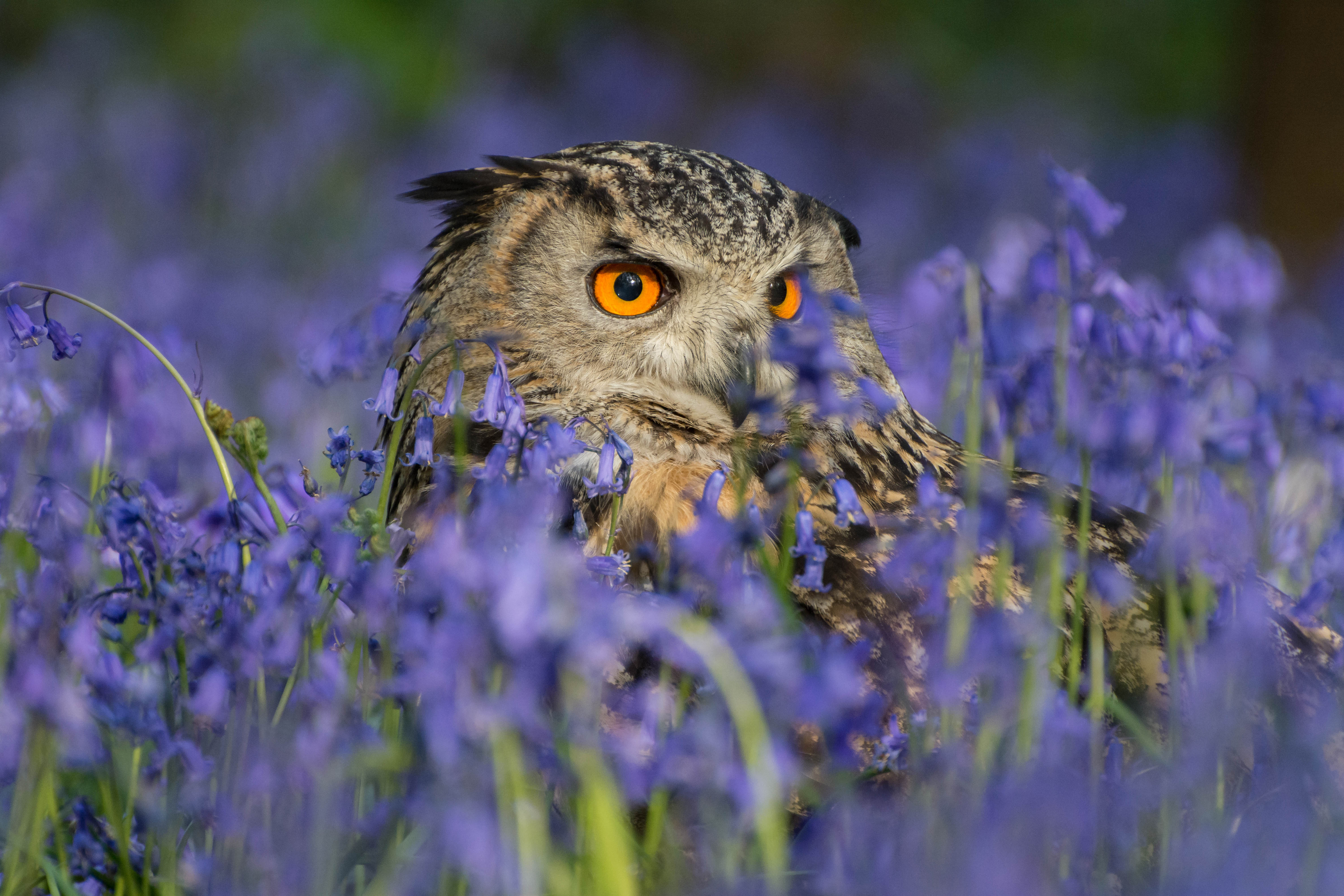 Free download wallpaper Nature, Birds, Owl, Flower, Bird, Animal on your PC desktop