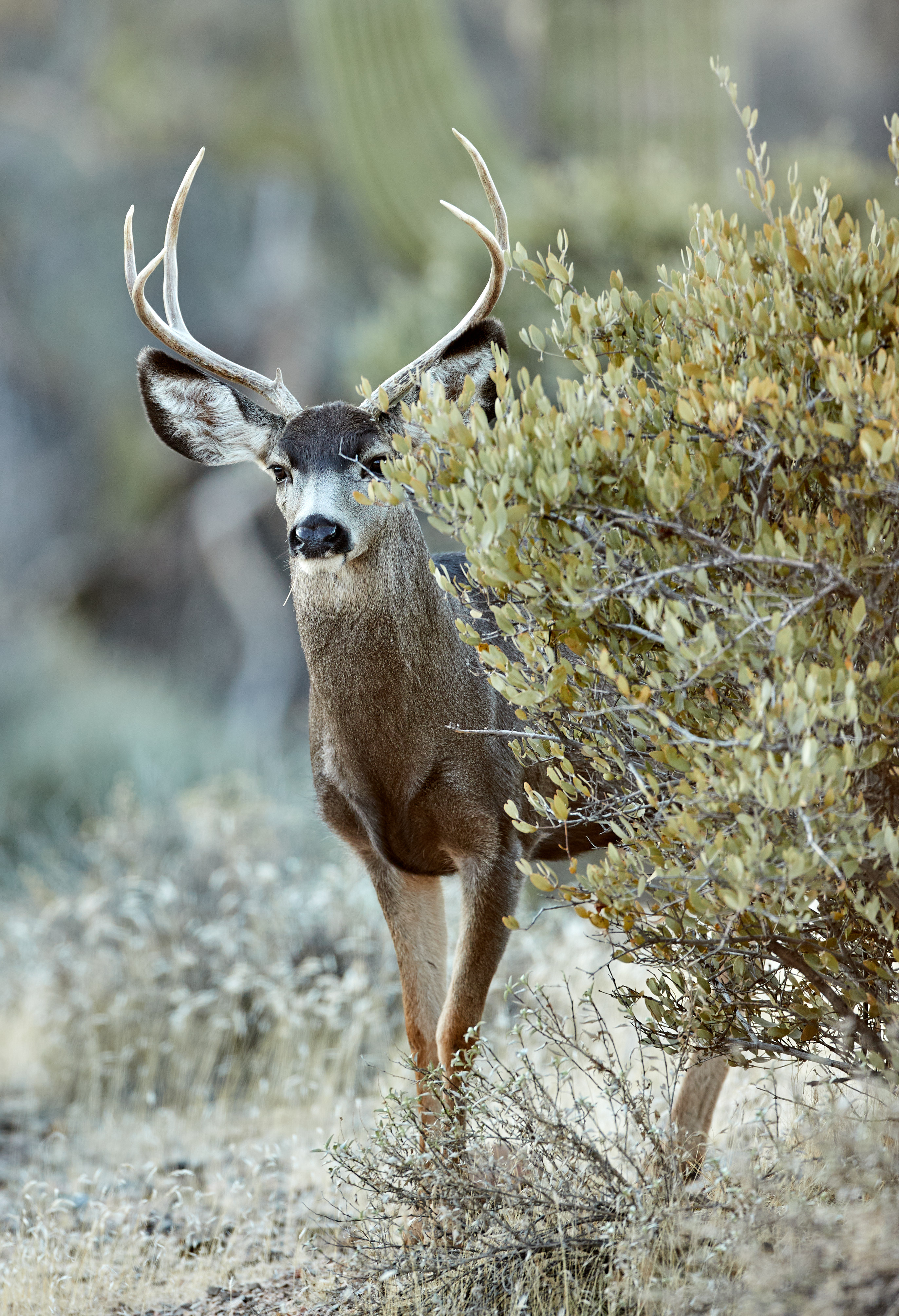 deer, wildlife, animals, bush, animal HD wallpaper