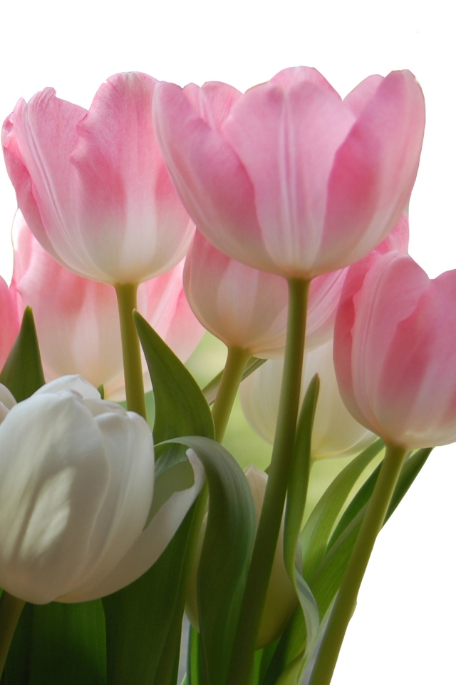 Download mobile wallpaper Flowers, Earth, Tulip for free.