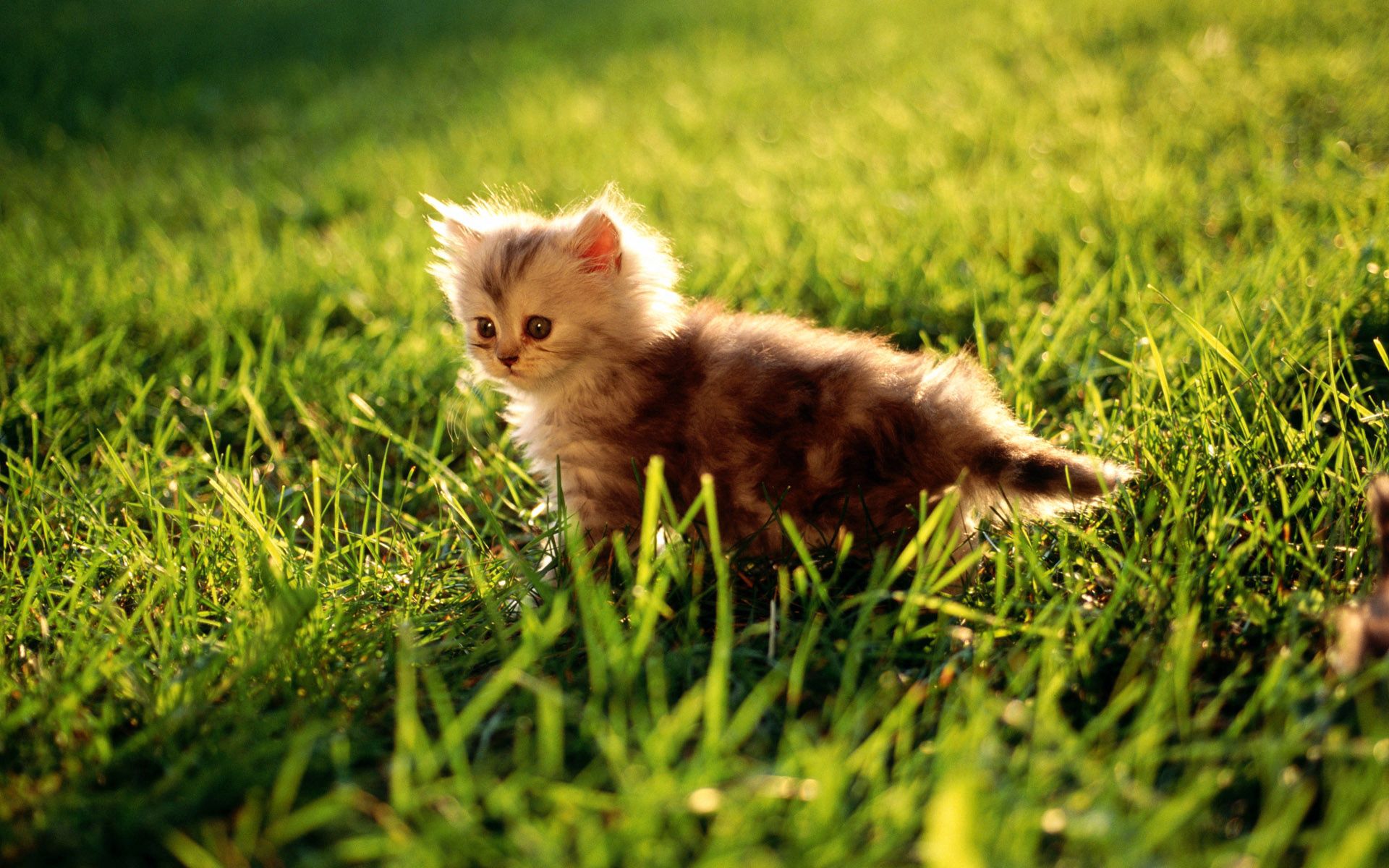 Laden Sie das Grass, Sitzen, Licht, Scheinen, Flauschige, Tiere, Kätzchen-Bild kostenlos auf Ihren PC-Desktop herunter