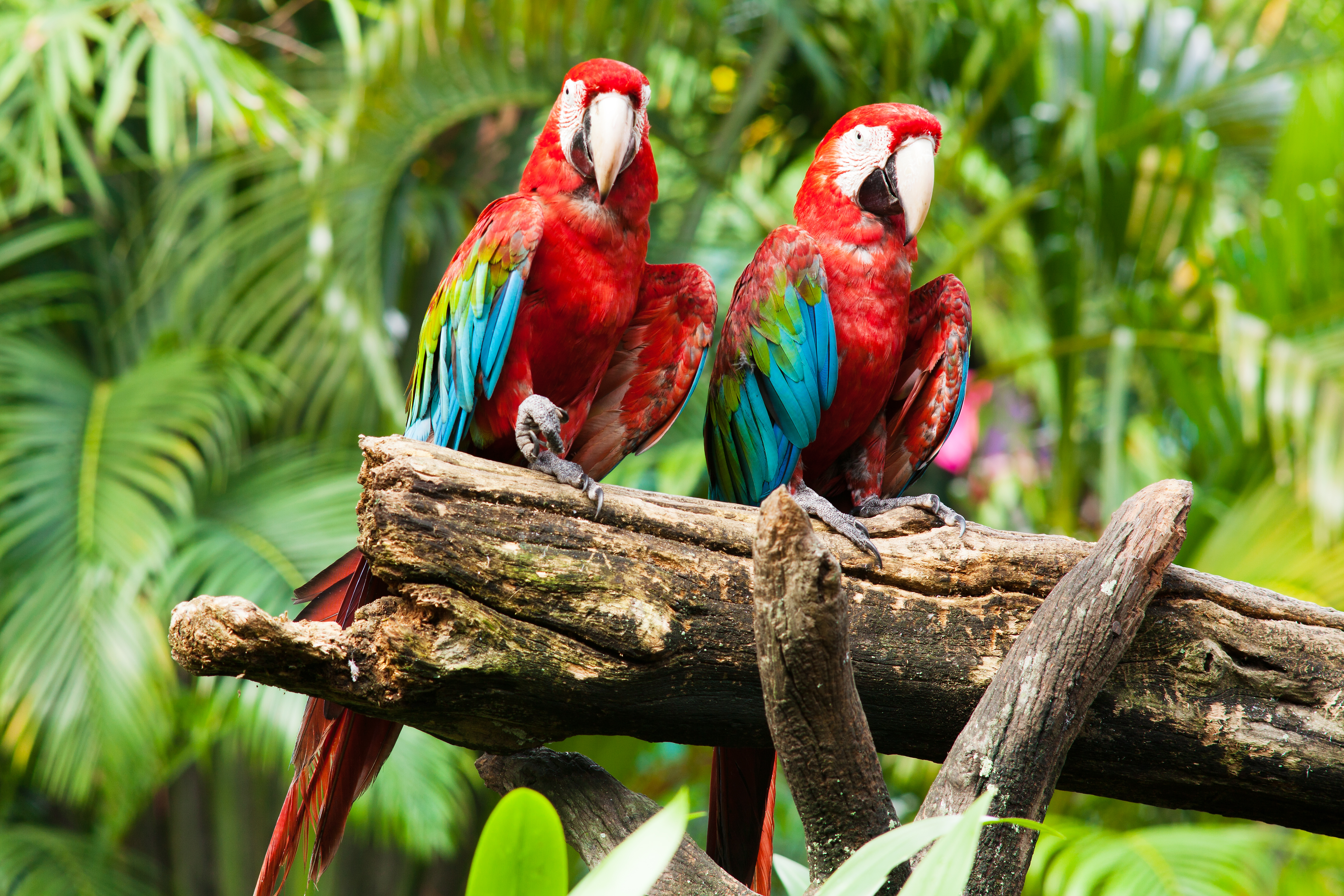 1521362壁紙のダウンロード動物, 赤と緑のコンゴウインコ, 鳥-スクリーンセーバーと写真を無料で