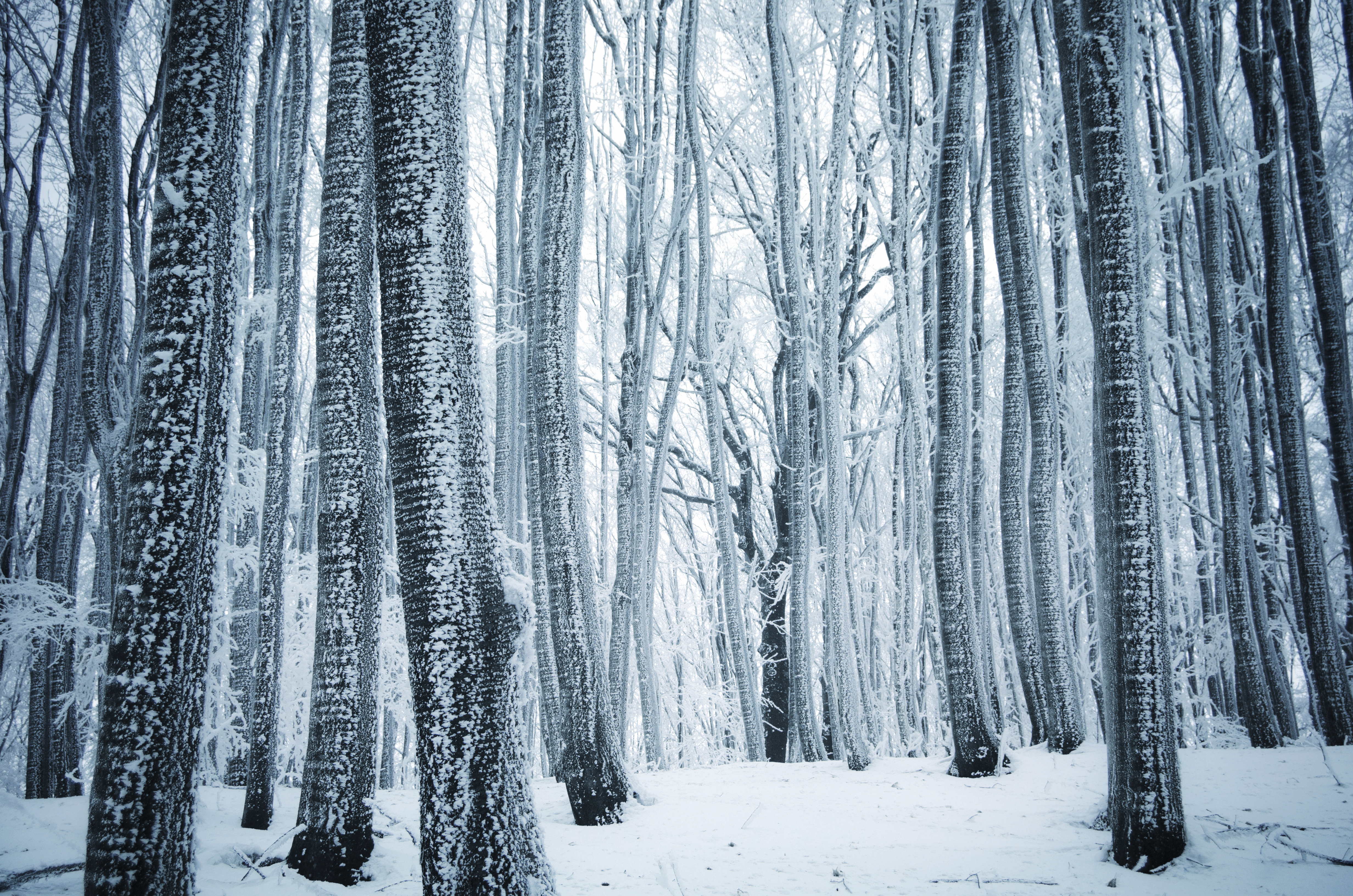 Handy-Wallpaper Winter, Schnee, Wald, Baum, Erde/natur kostenlos herunterladen.