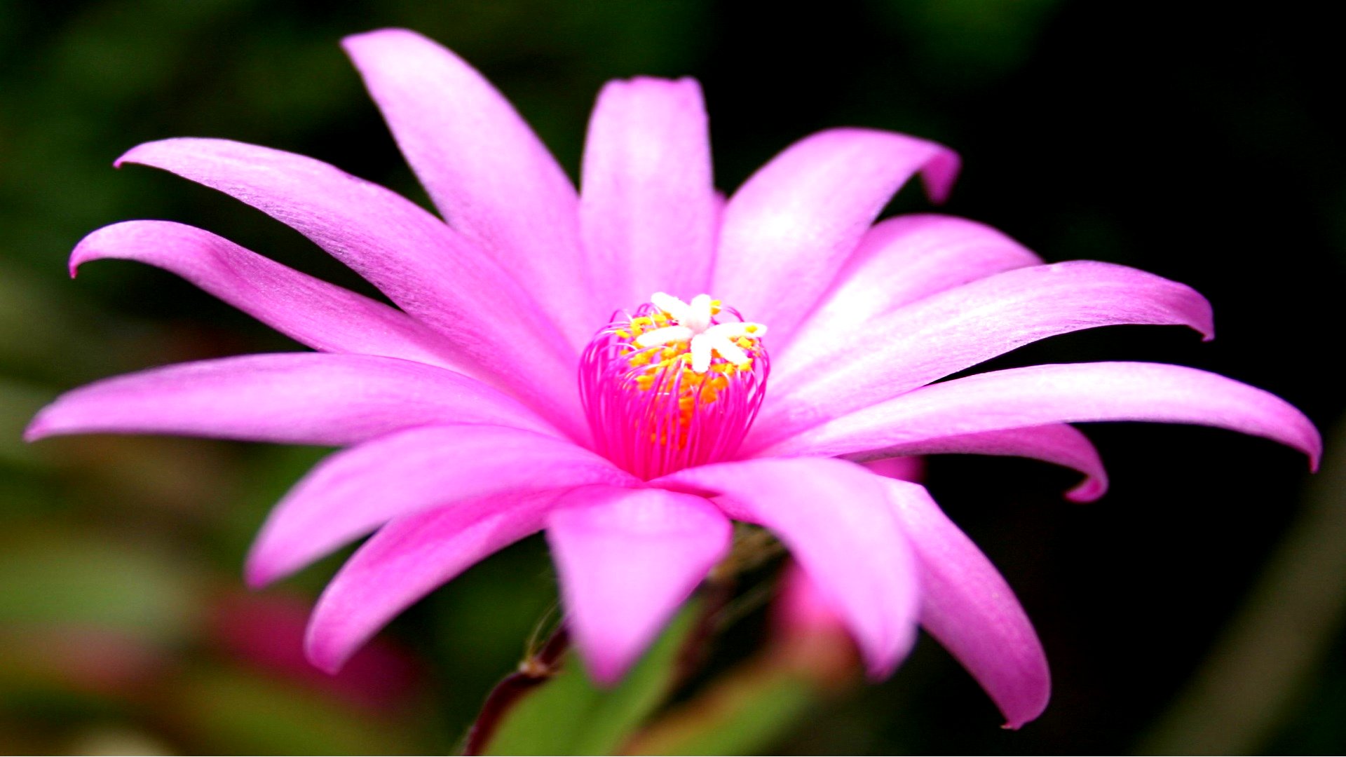 Descarga gratuita de fondo de pantalla para móvil de Flores, Flor, Tierra/naturaleza.