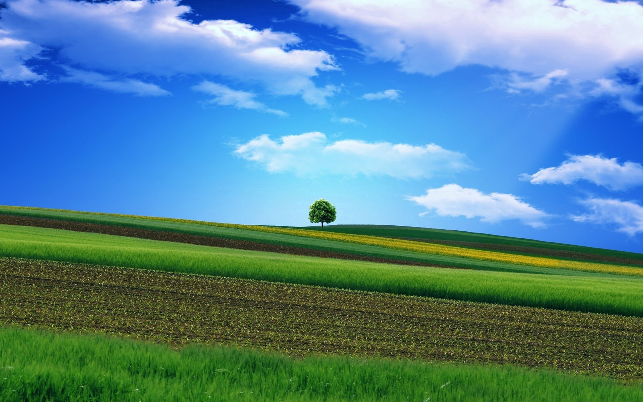 158007 завантажити картинку дерево, небо, природа, трава, поле, красиво, це красиво - шпалери і заставки безкоштовно