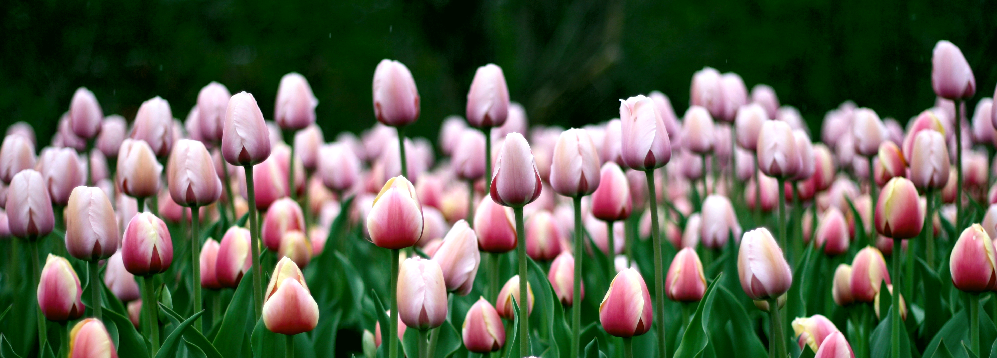 Téléchargez gratuitement l'image Fleurs, Été, Fleur, Tulipe, La Nature, Terre/nature, Fleur Rose sur le bureau de votre PC