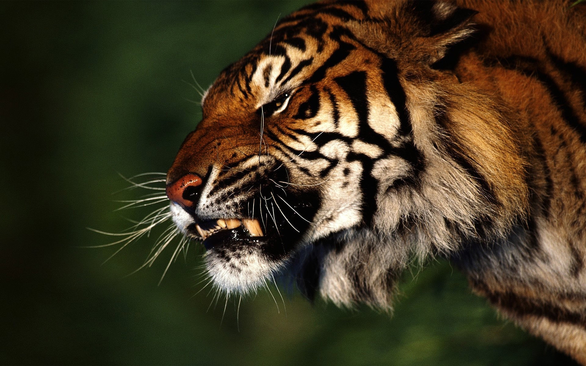 44463 Hintergrundbilder und Tigers Bilder auf dem Desktop. Laden Sie  Bildschirmschoner kostenlos auf den PC herunter