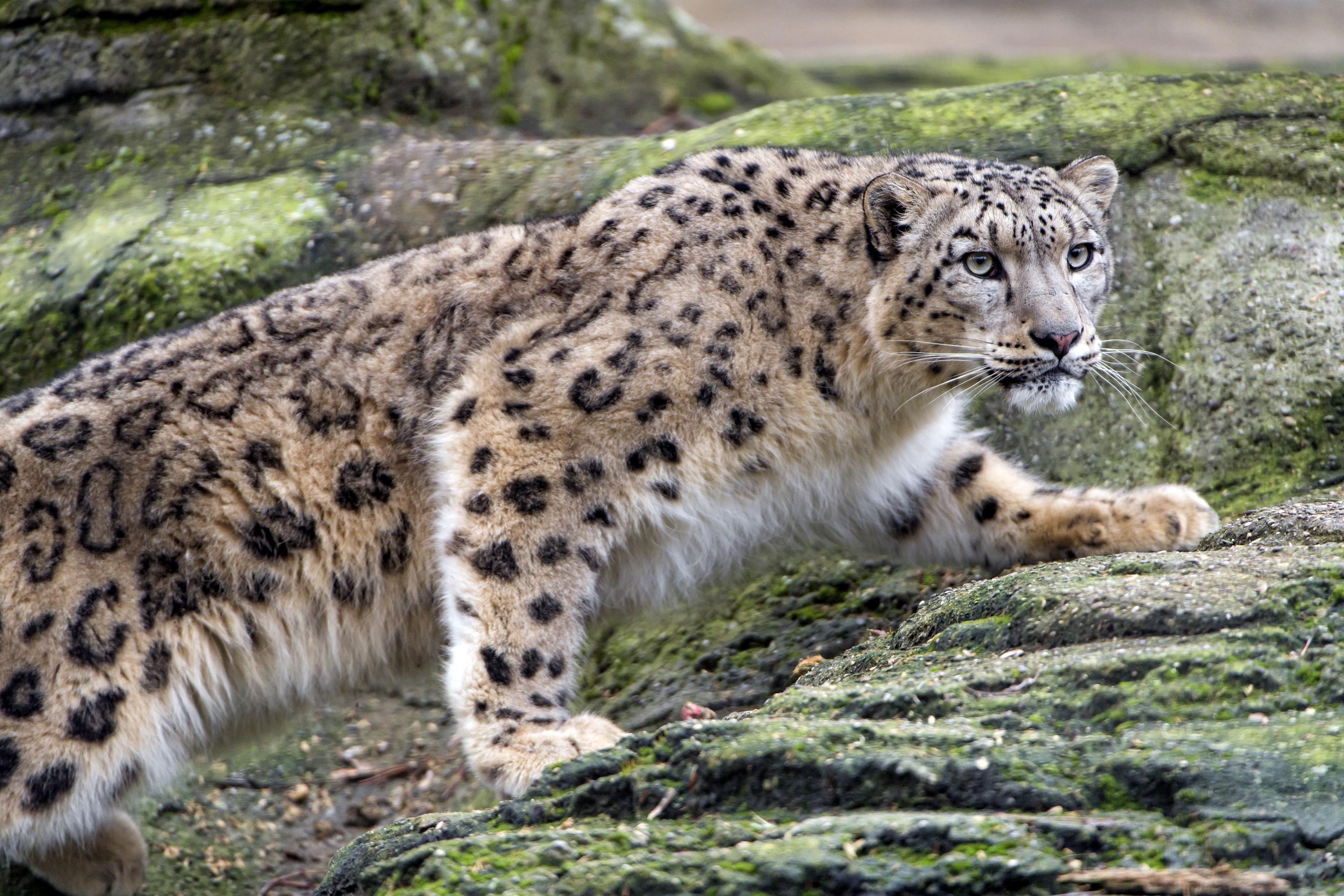 Free download wallpaper Cats, Snow Leopard, Animal on your PC desktop