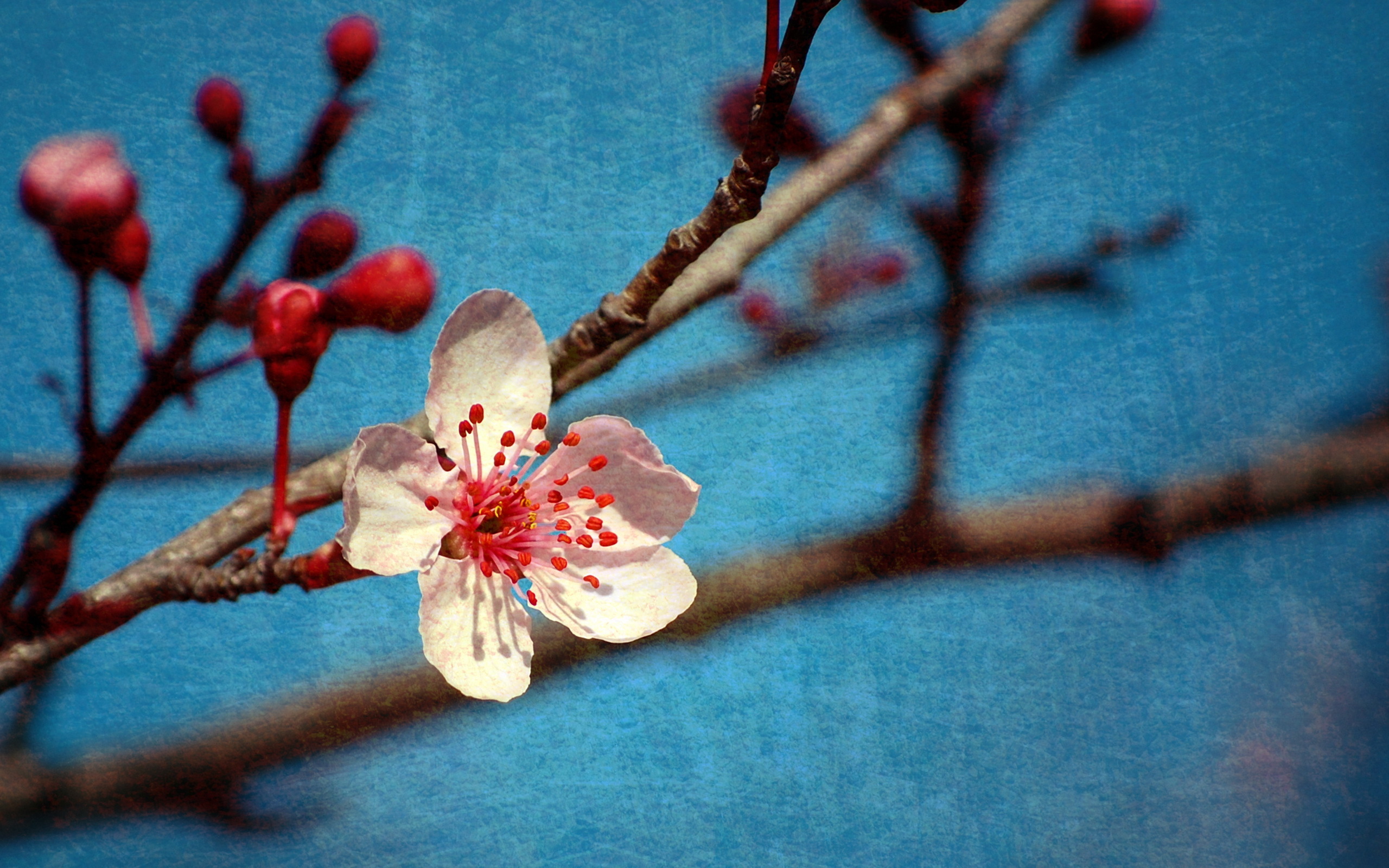 Download mobile wallpaper Flowers, Earth, Blossom for free.