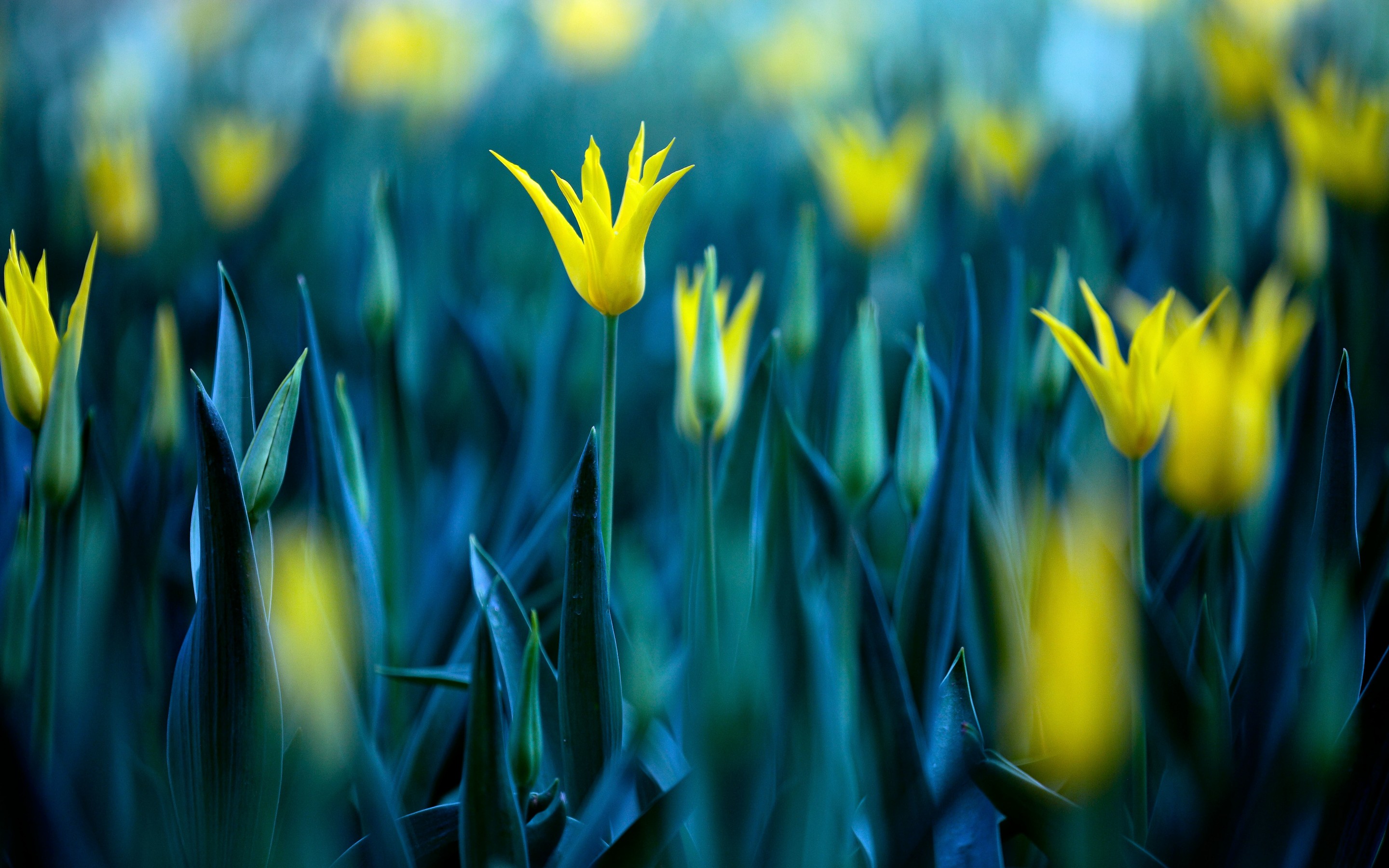 Descarga gratis la imagen Flores, Flor, Tierra/naturaleza en el escritorio de tu PC