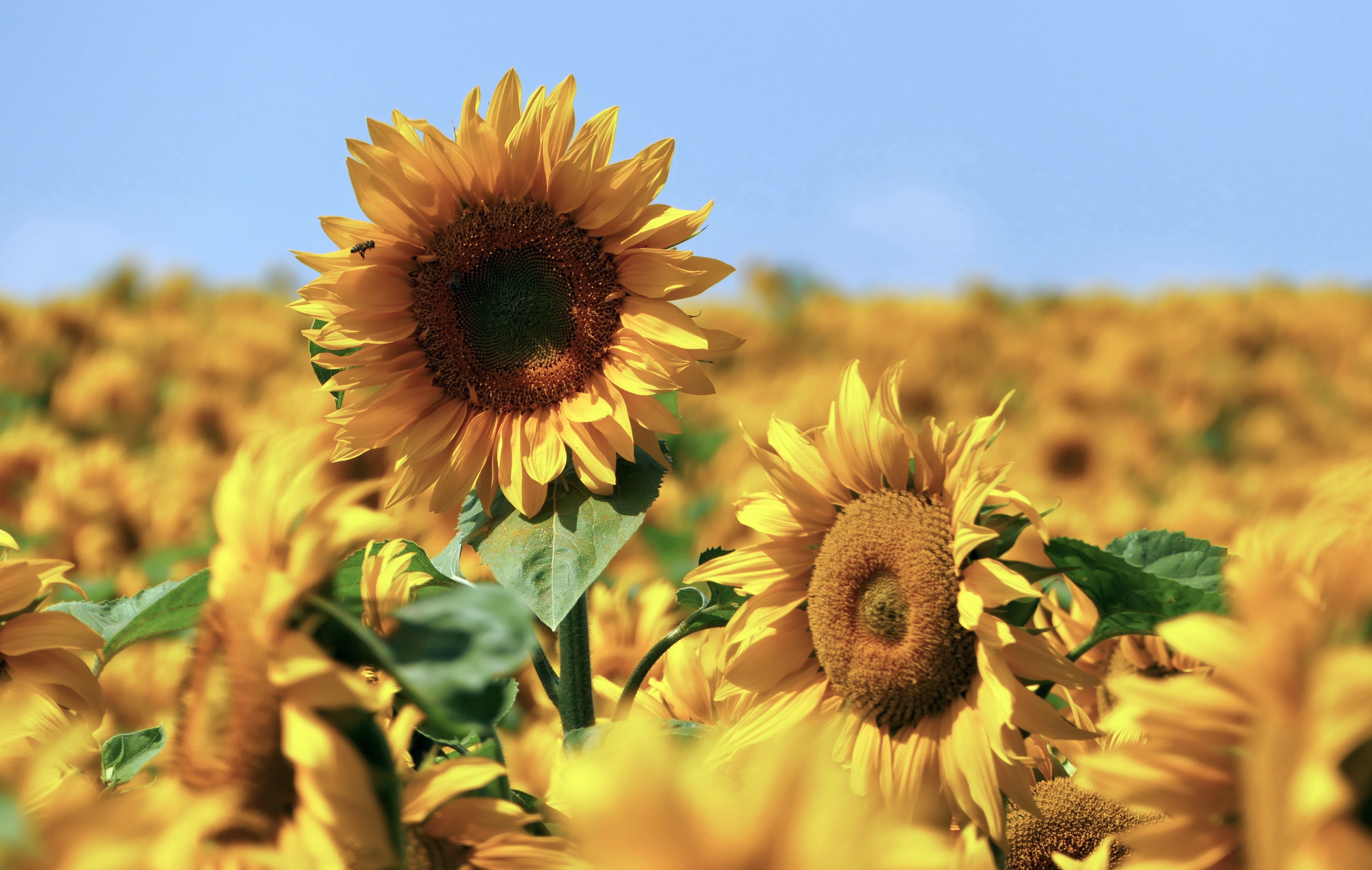 Download mobile wallpaper Nature, Flowers, Summer, Flower, Earth, Sunflower, Yellow Flower for free.