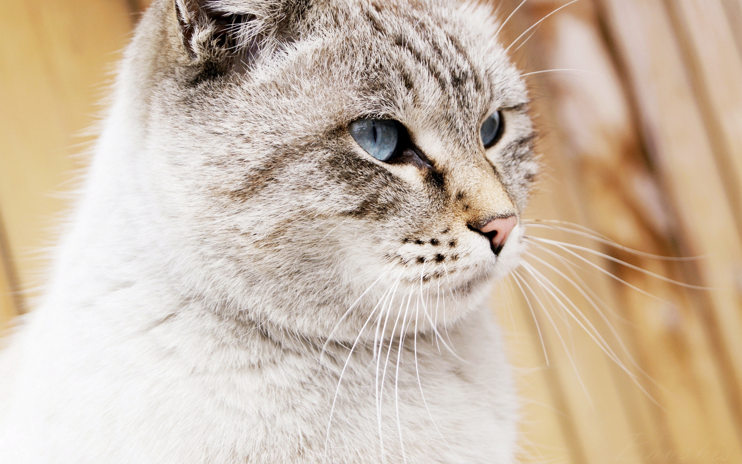 Handy-Wallpaper Tiere, Katzen, Katze kostenlos herunterladen.