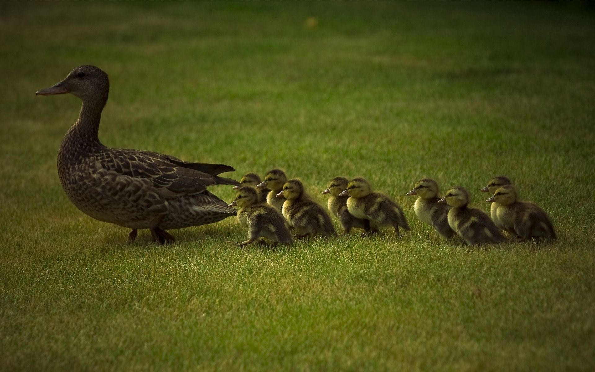 care, duck, animals, grass, young, stroll, family, cubs, ducklings HD wallpaper