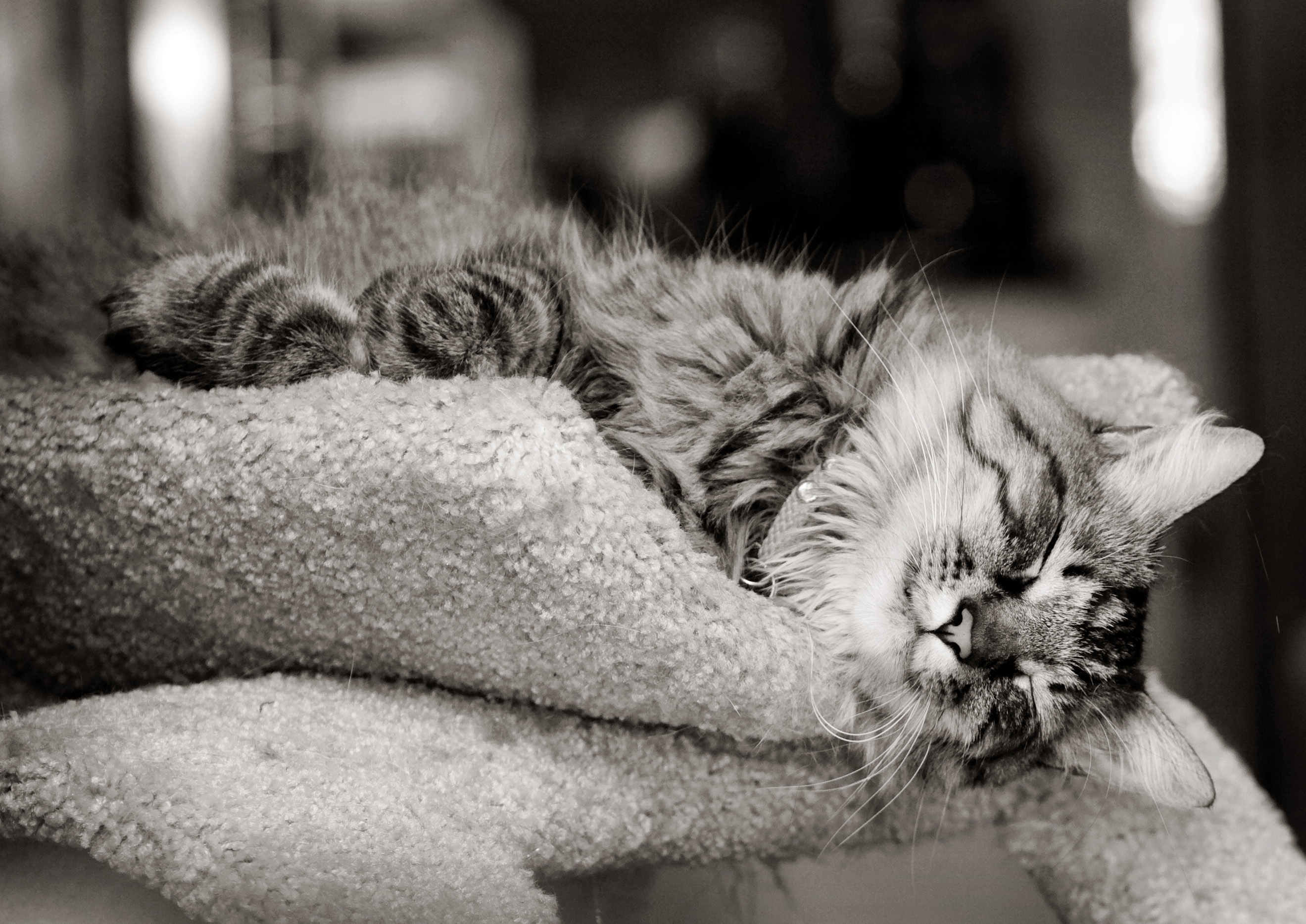 HD wallpaper animals, cat, muzzle, eyes, color, bw, chb, mustache, moustache, paws, nose, wool