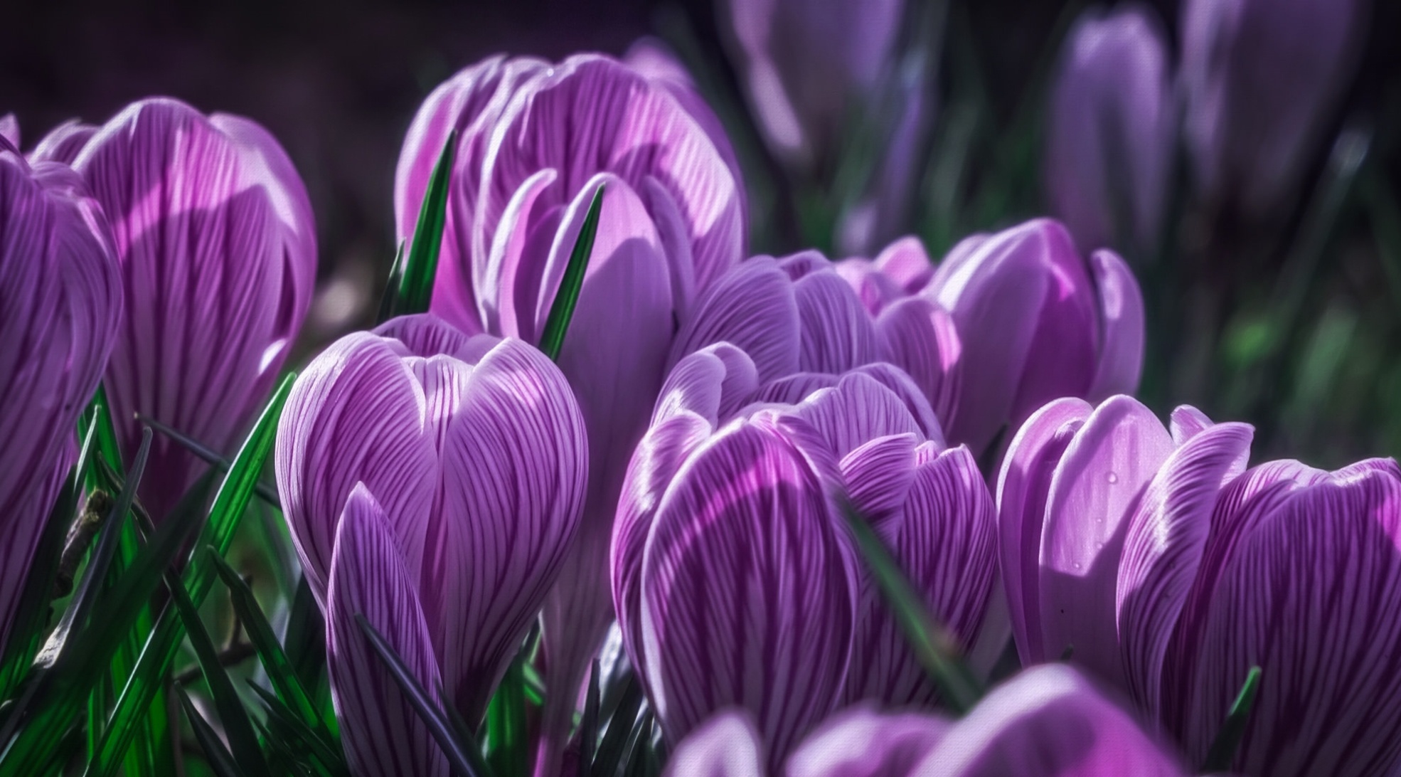 Descarga gratis la imagen Naturaleza, Flores, Flor, Azafrán, Flor Purpura, Tierra/naturaleza en el escritorio de tu PC