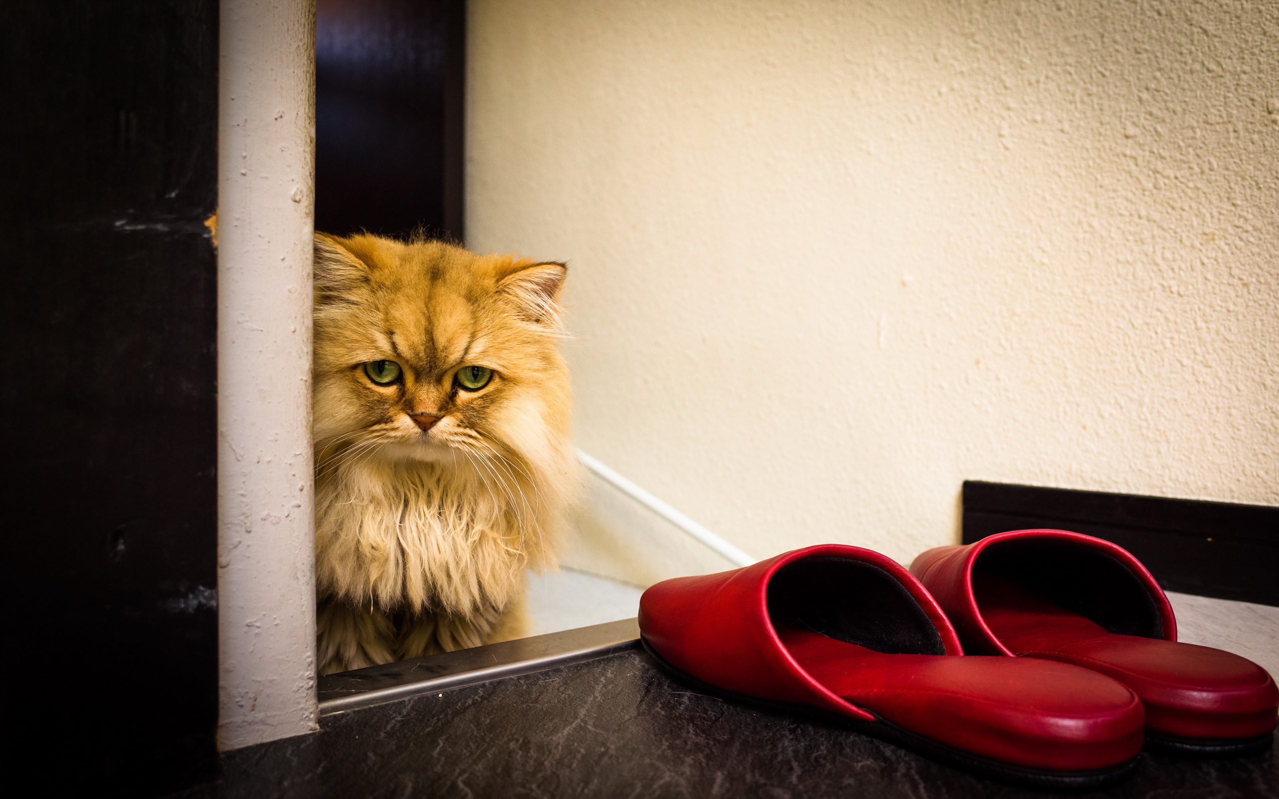 Baixe gratuitamente a imagem Animais, Gatos, Gato na área de trabalho do seu PC