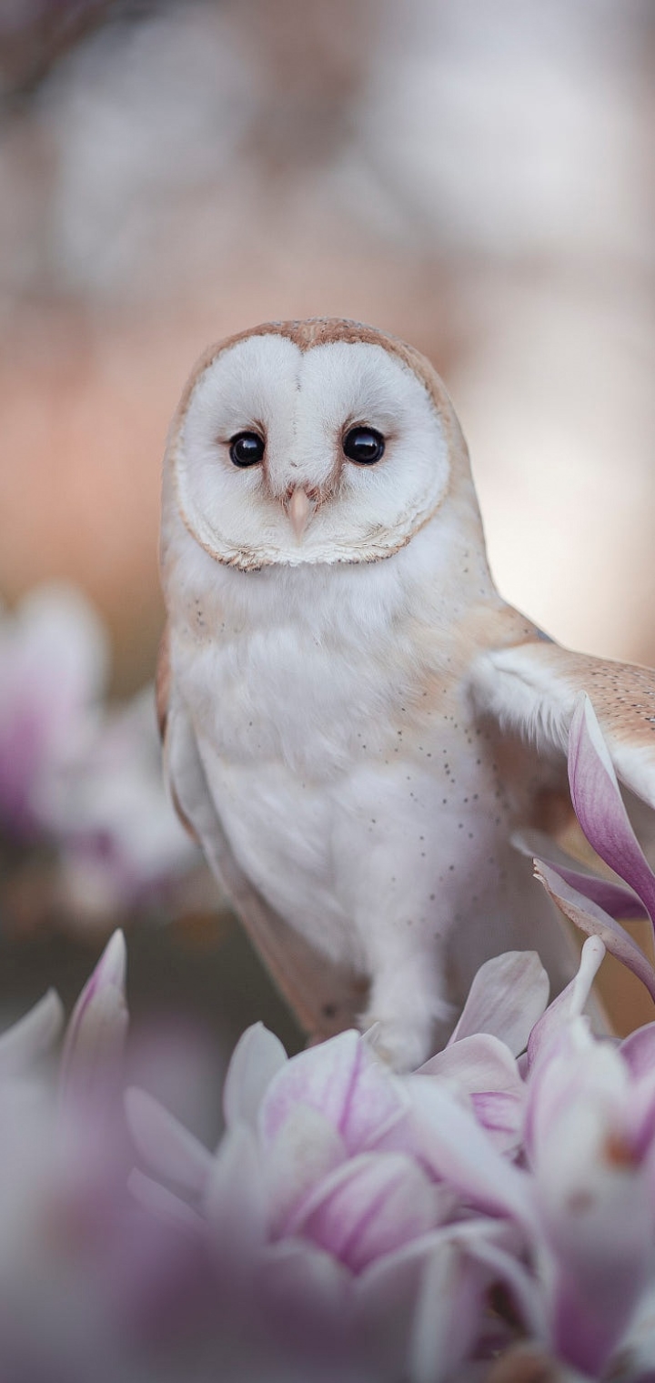 Download mobile wallpaper Birds, Owl, Flower, Bird, Animal, Magnolia, Barn Owl, Blossom for free.