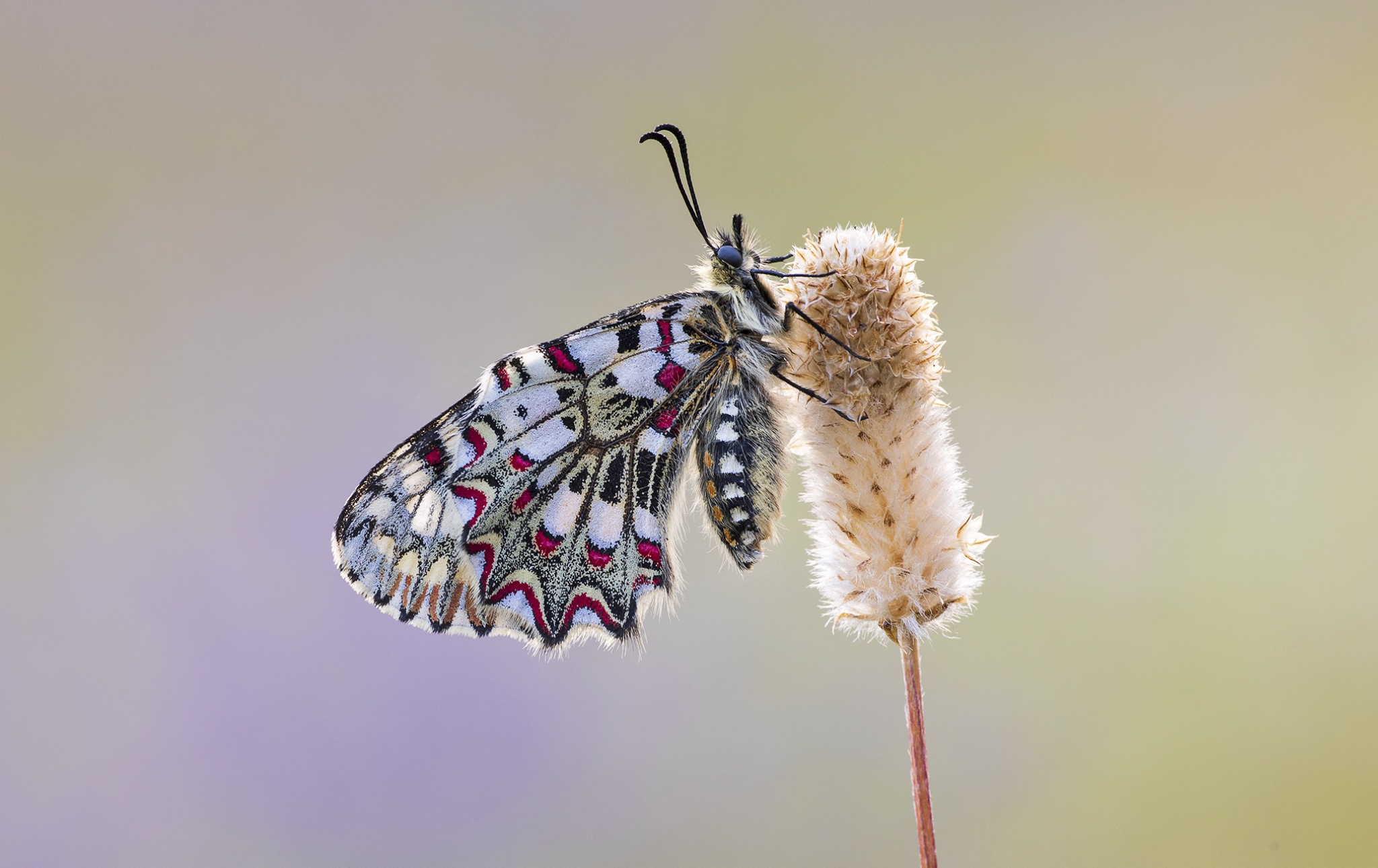 Download mobile wallpaper Macro, Insect, Butterfly, Animal for free.