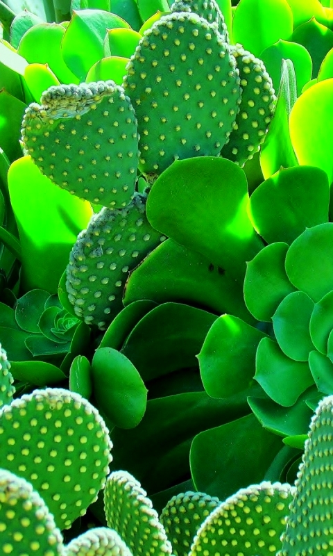Download mobile wallpaper Nature, Earth, Cactus for free.