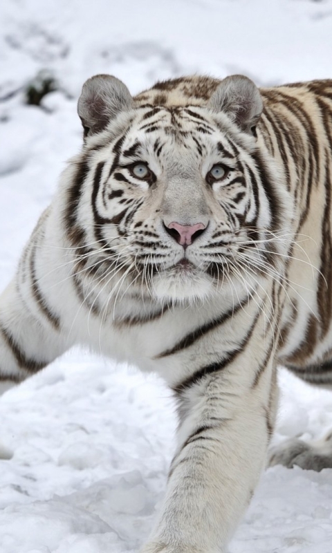 Baixar papel de parede para celular de Animais, Gatos, Tigre, Tigre Branco gratuito.