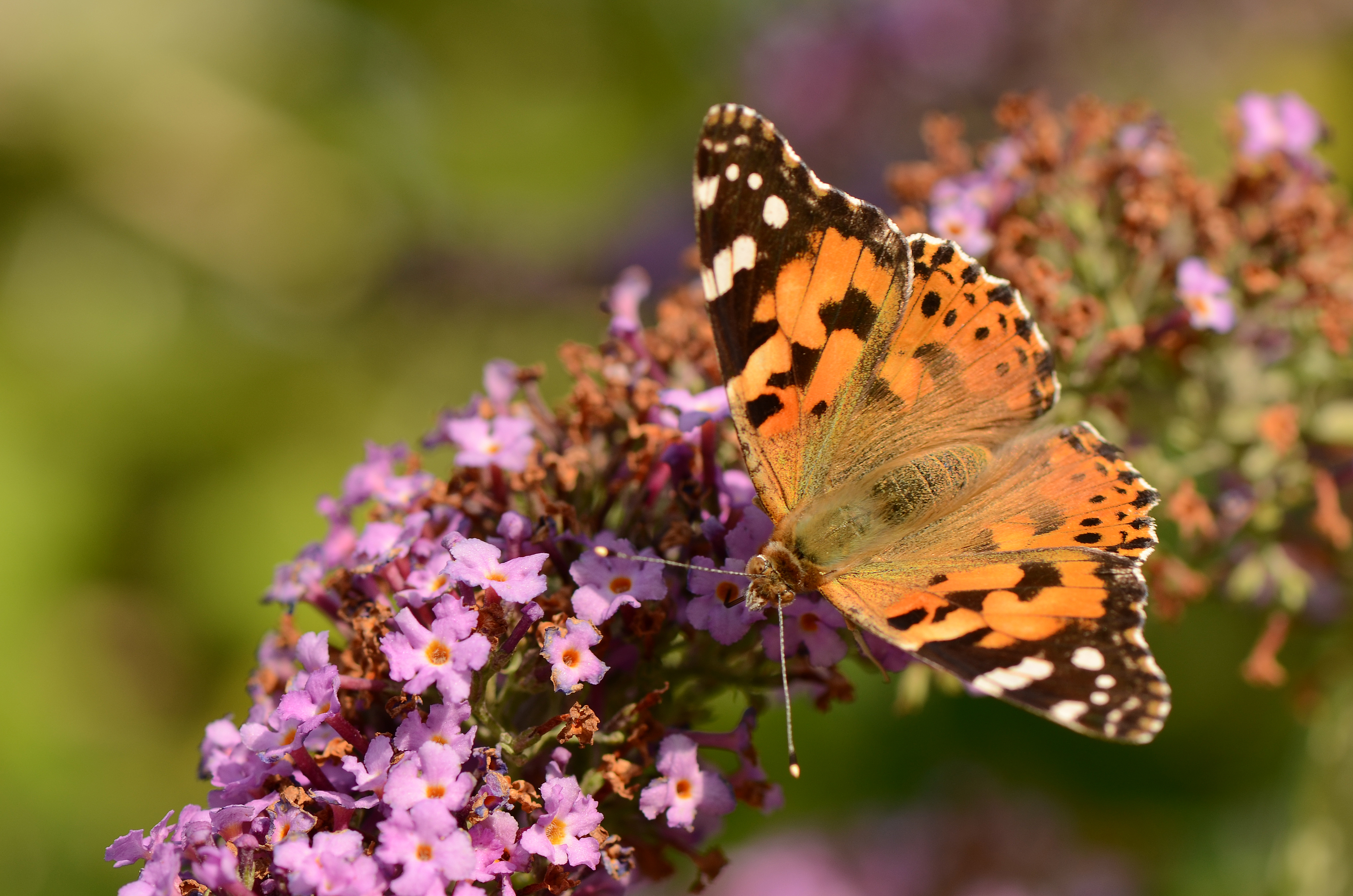 Handy-Wallpaper Tiere, Schmetterlinge, Blume, Lila Blume kostenlos herunterladen.