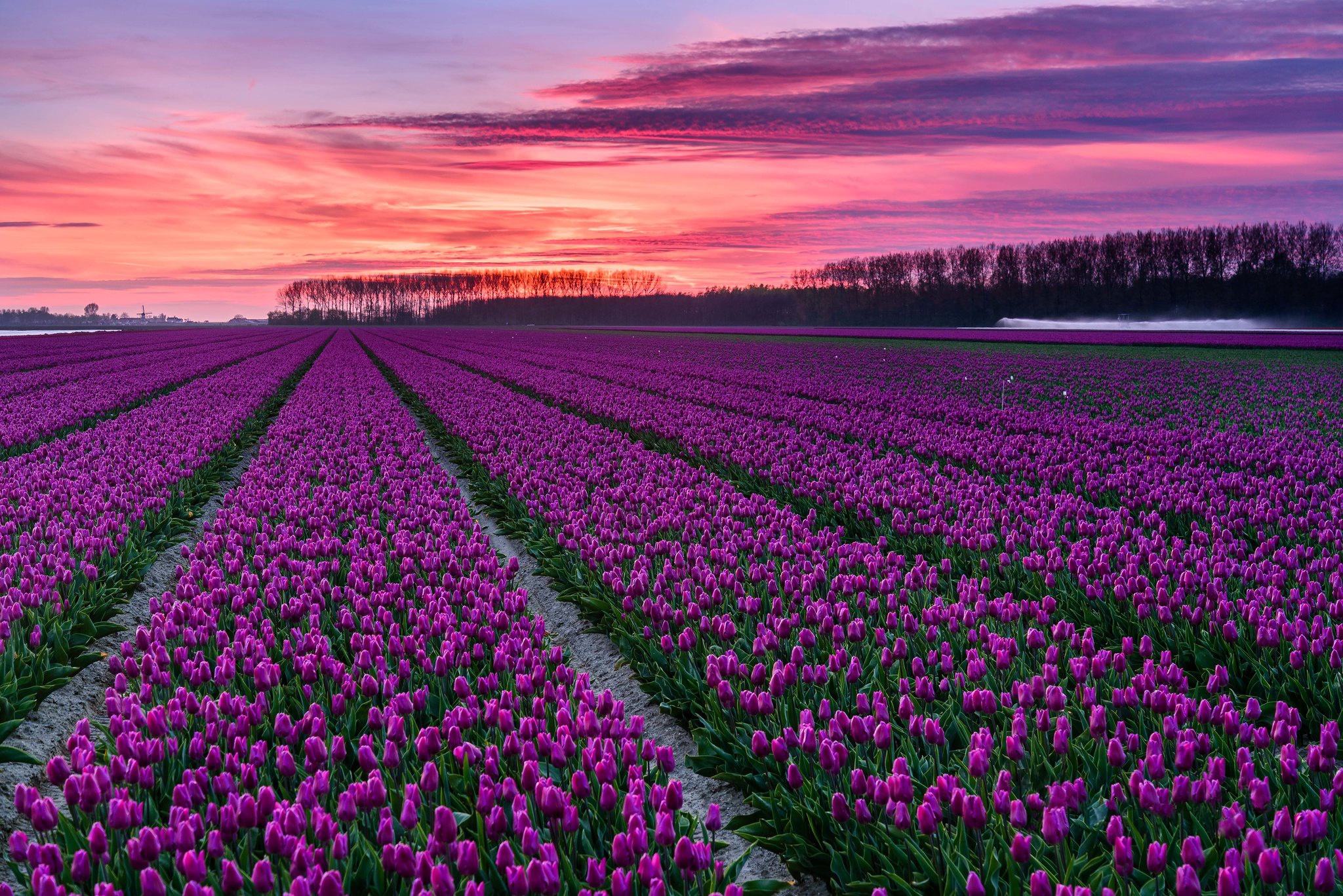 Download mobile wallpaper Flowers, Sunset, Flower, Earth, Field, Tulip, Pink Flower for free.