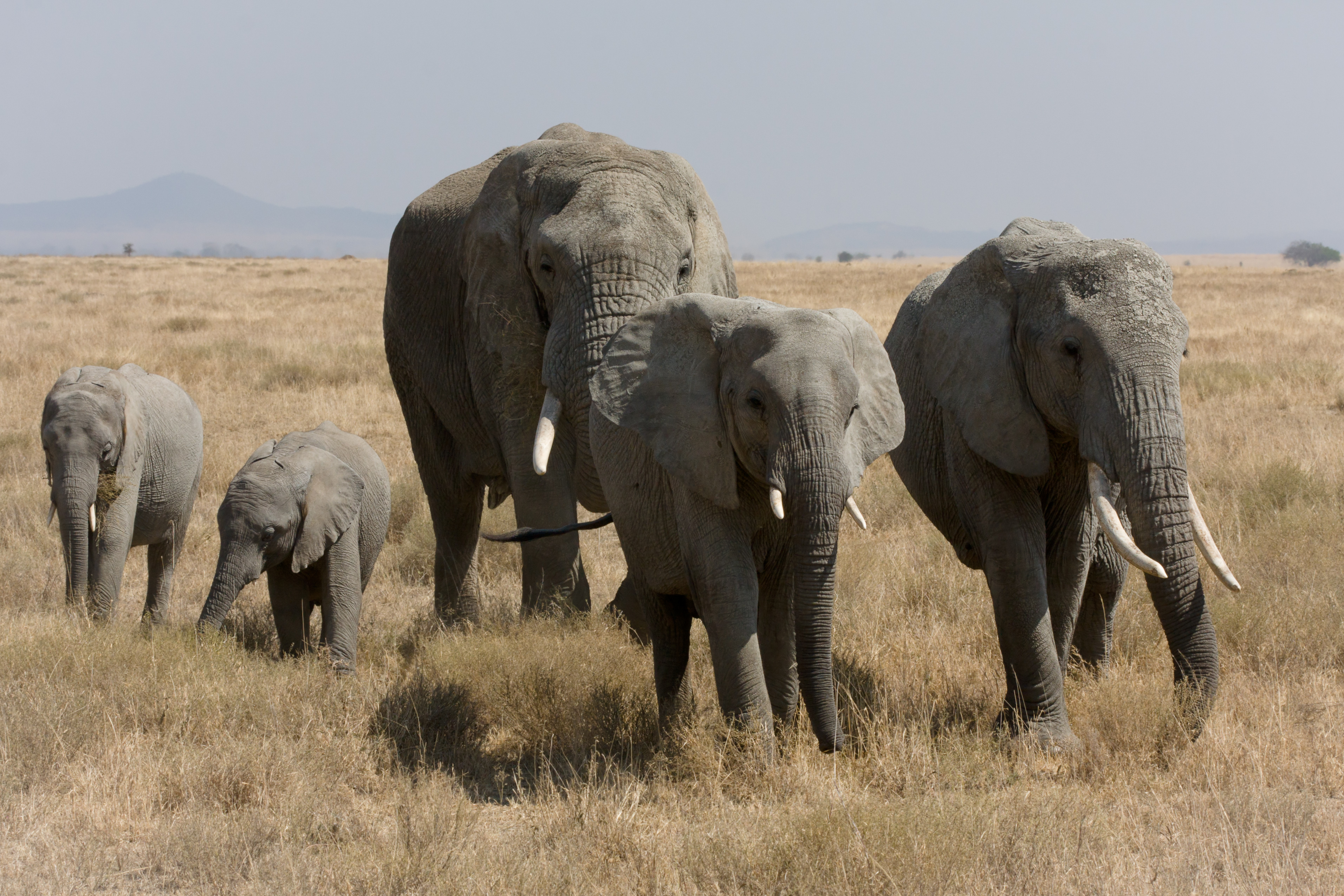 Скачать картинку Африканский Слон, Слоны, Детеныш Животного, Животные в телефон бесплатно.