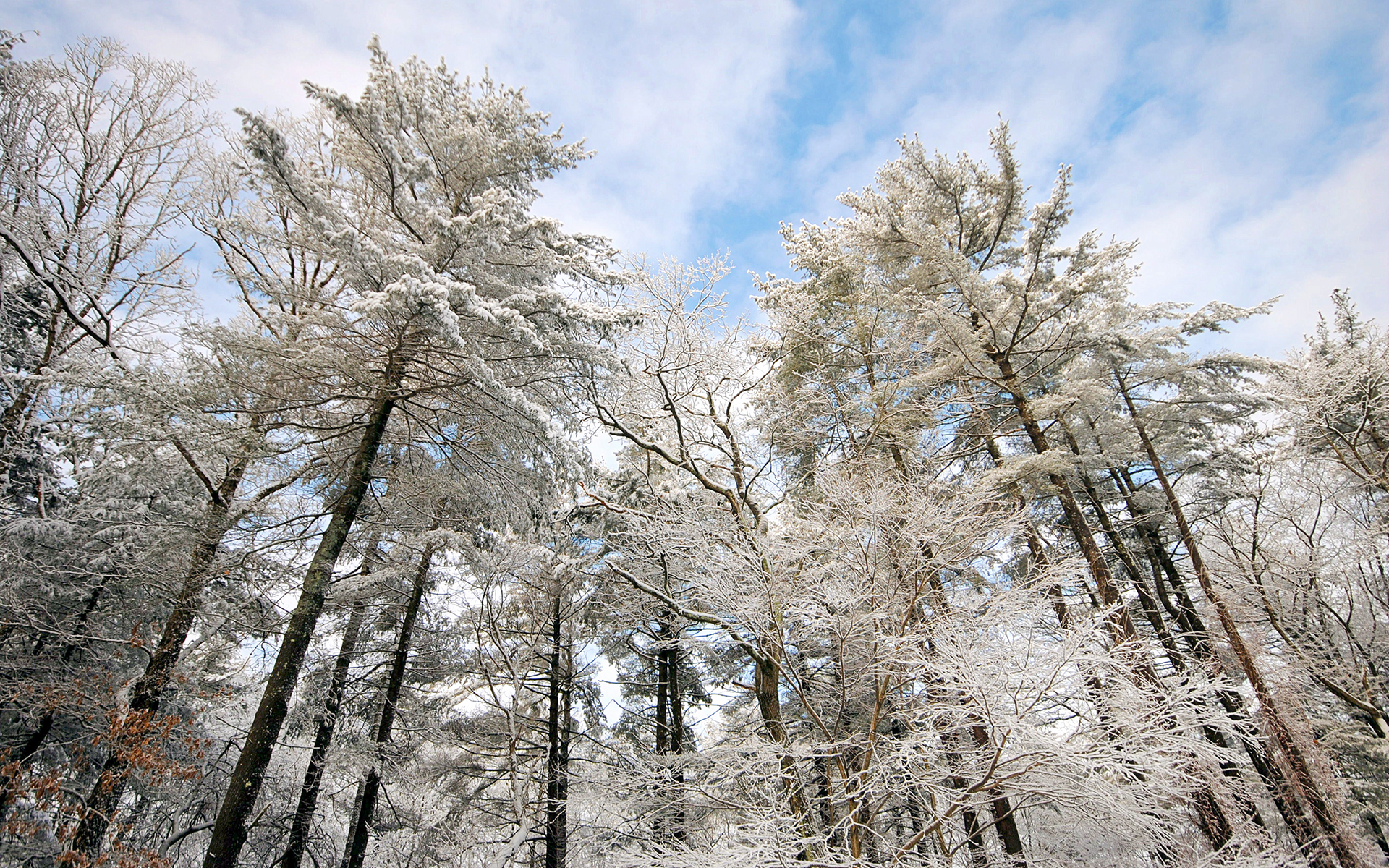 Download mobile wallpaper Winter, Snow, Forest, Tree, Earth for free.