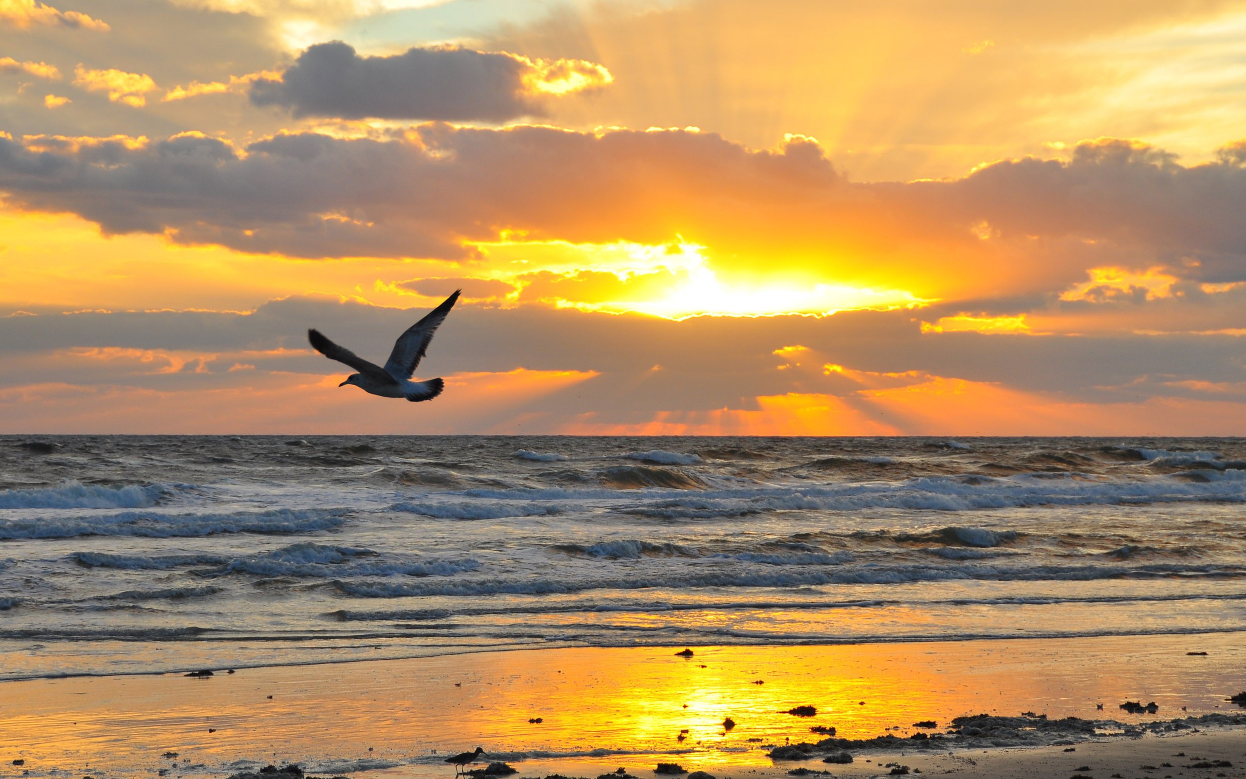 Free download wallpaper Sea, Landscape, Sunset, Seagulls on your PC desktop