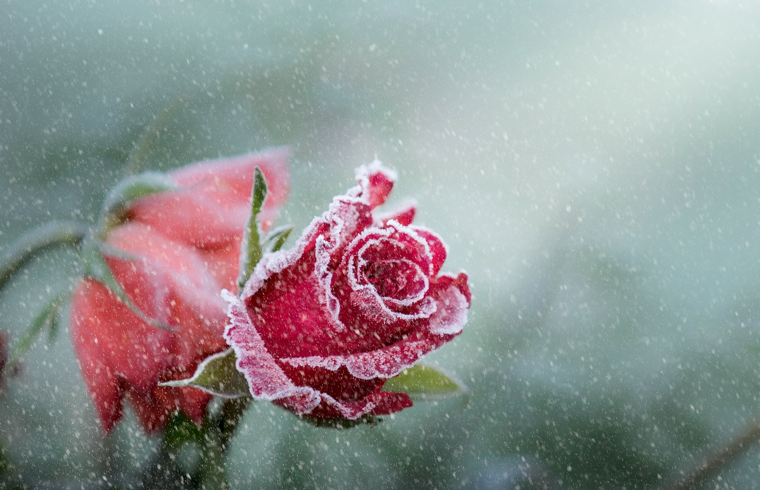 Free download wallpaper Nature, Flowers, Flower, Rose, Earth, Snowfall, Pink Flower on your PC desktop