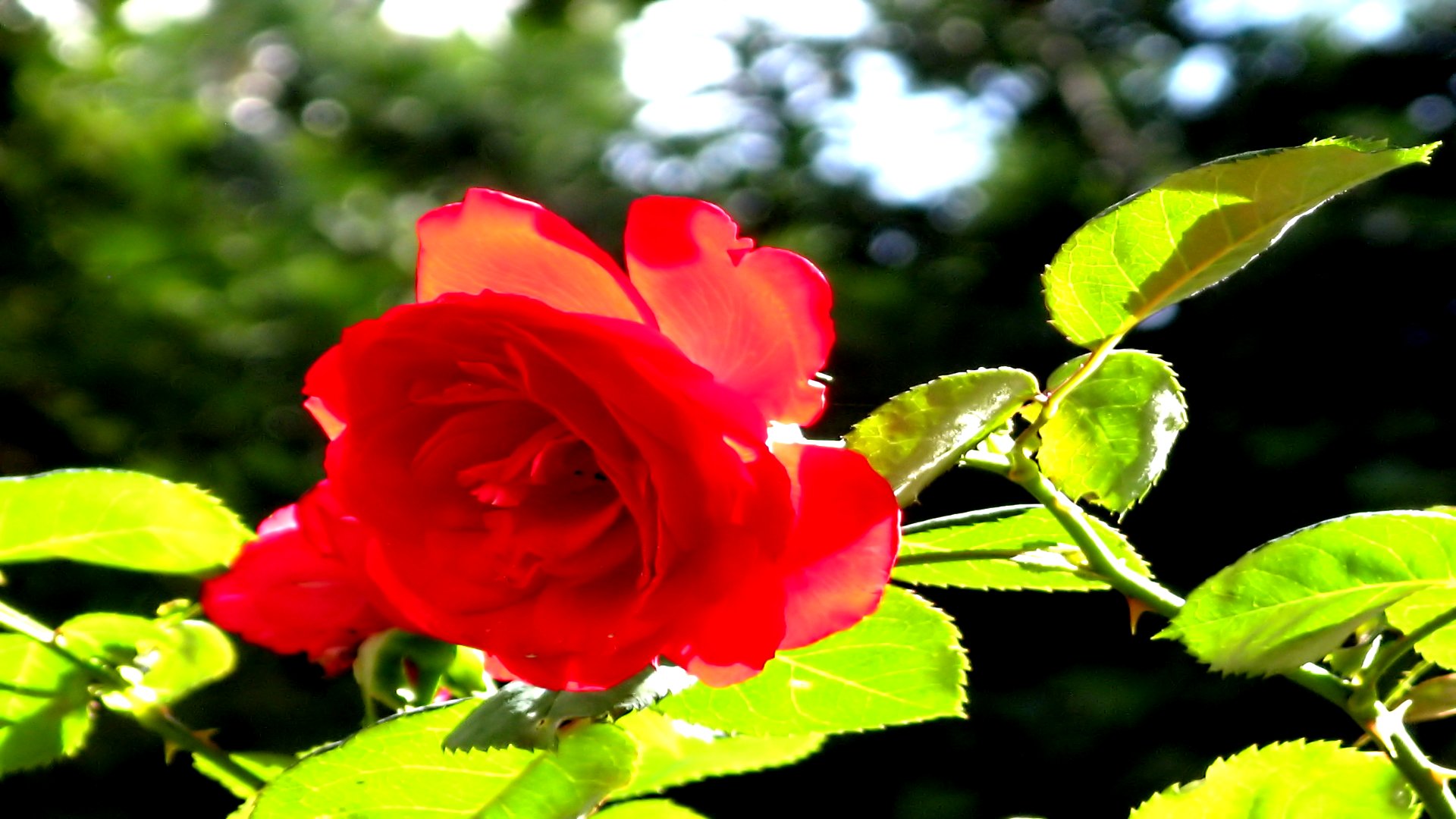 Téléchargez gratuitement l'image Fleurs, Rose, Terre/nature sur le bureau de votre PC