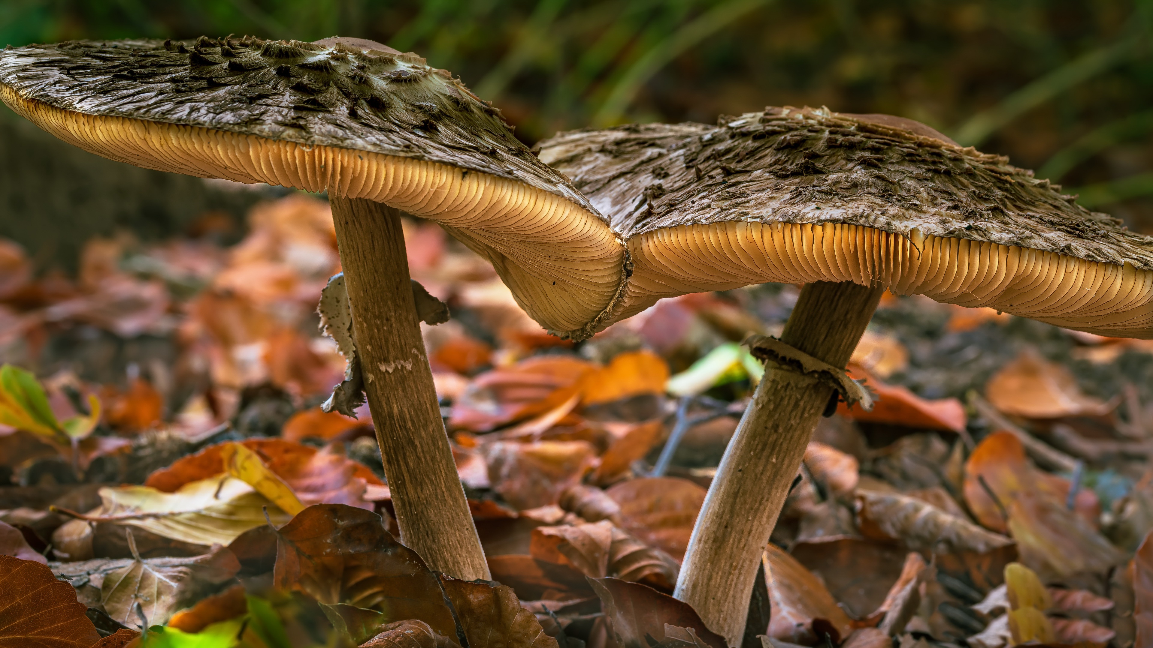 Téléchargez des papiers peints mobile Automne, Fermer, Champignon, La Nature, Terre/nature gratuitement.