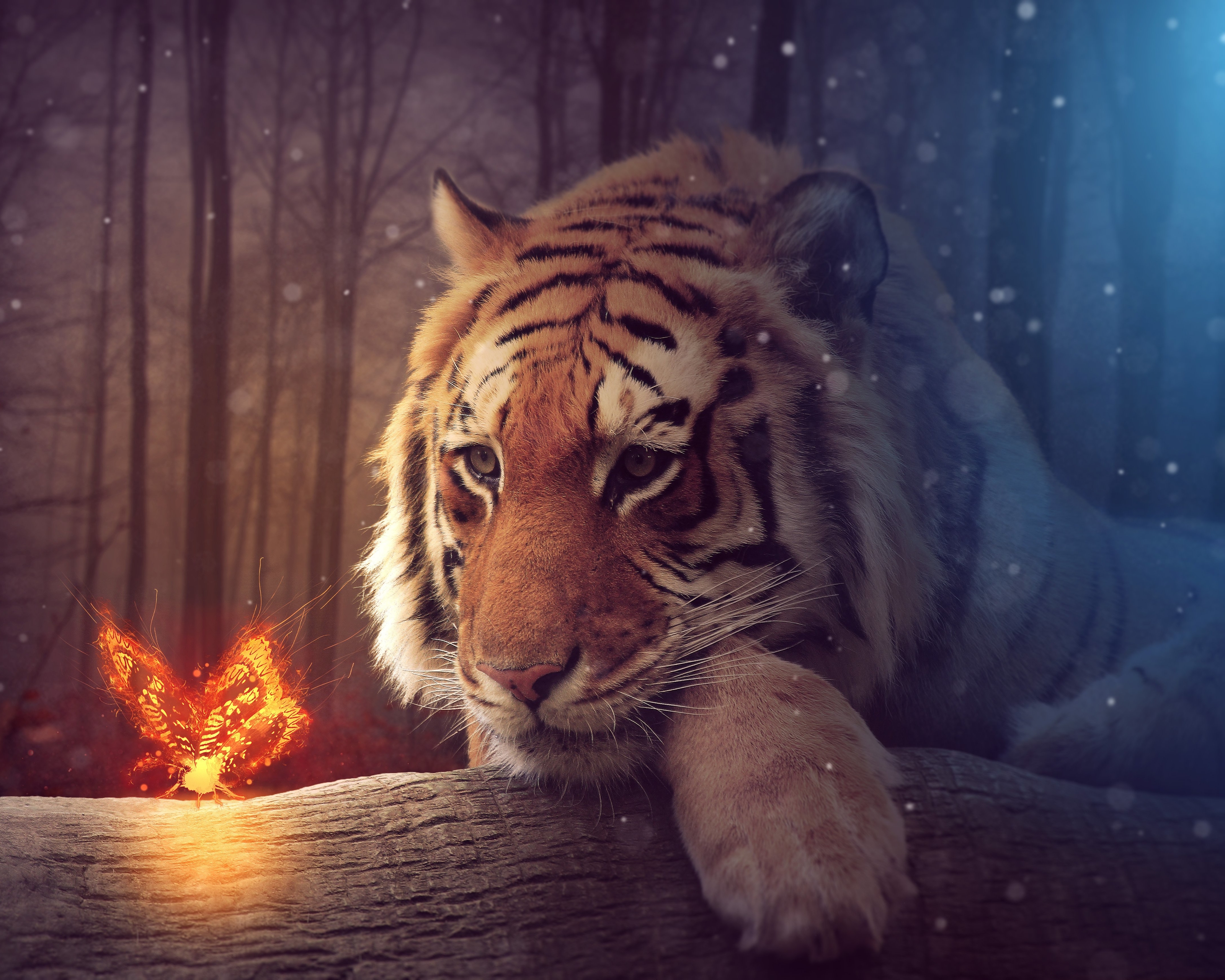 Free download wallpaper Cats, Animal, Tiger on your PC desktop