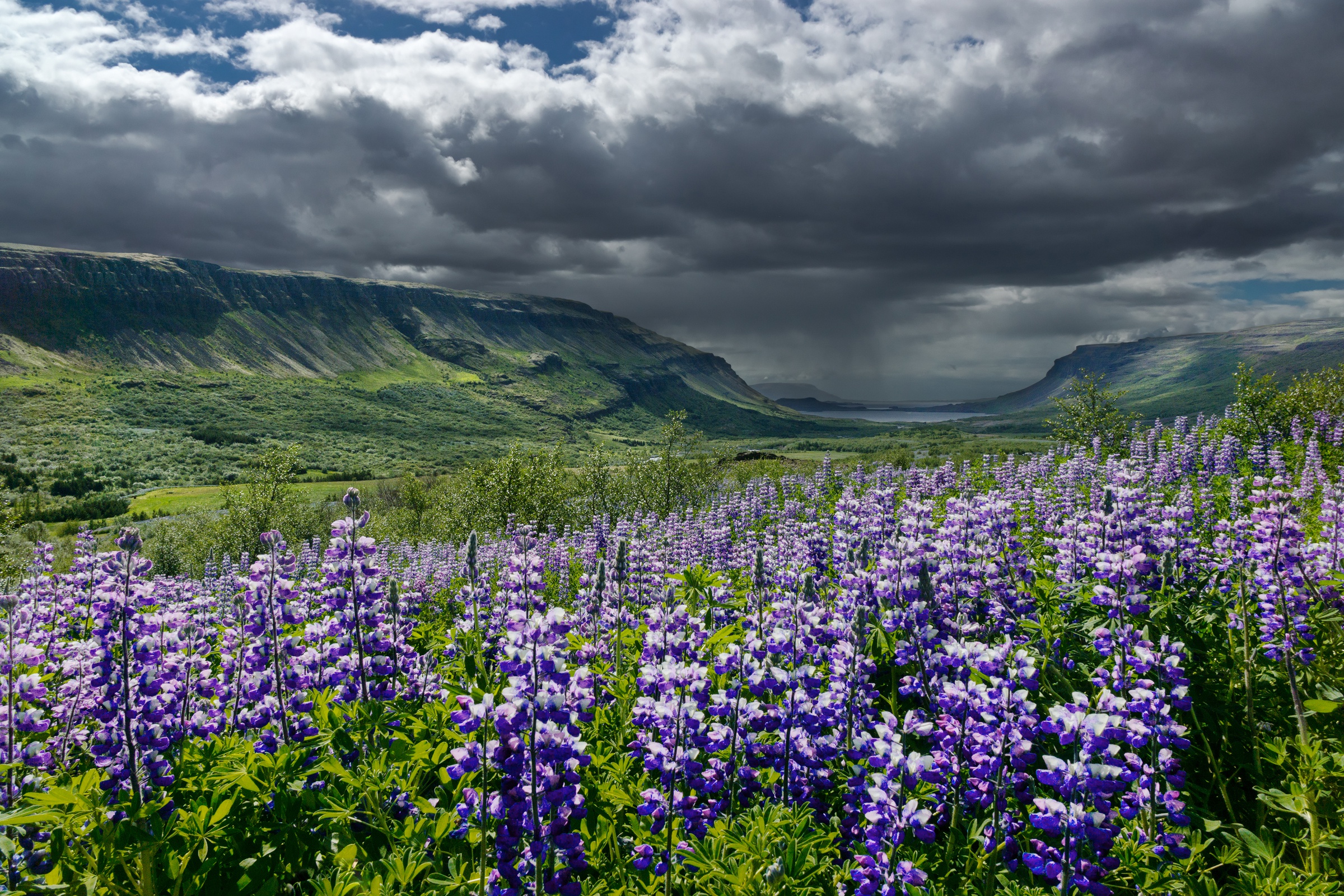 Скачать картинку Пейзаж, Долина, Исландия, Люпин, Земля/природа в телефон бесплатно.