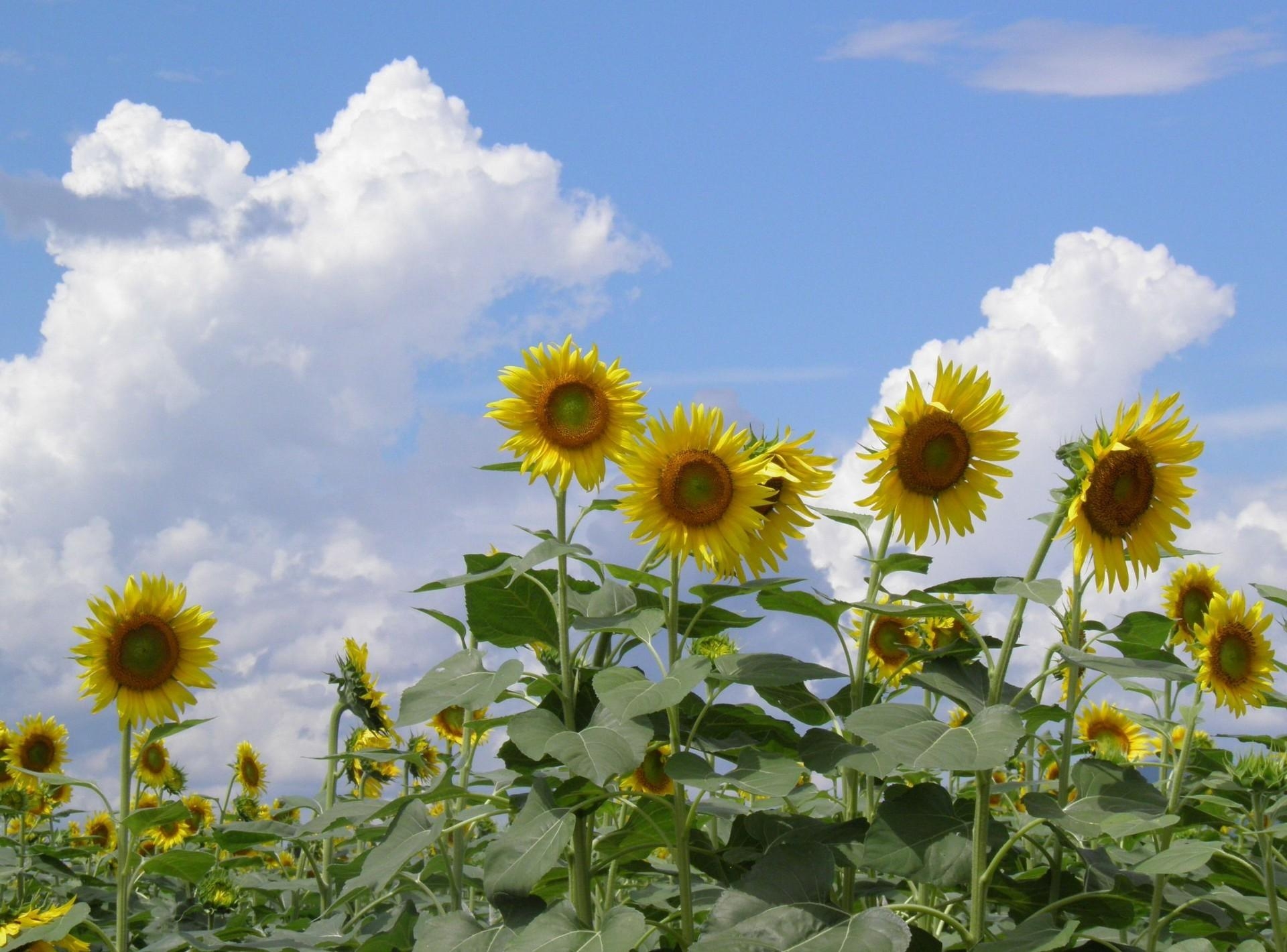 Download mobile wallpaper Flowers, Clouds, Field, Sky, Summer, Sunflowers for free.