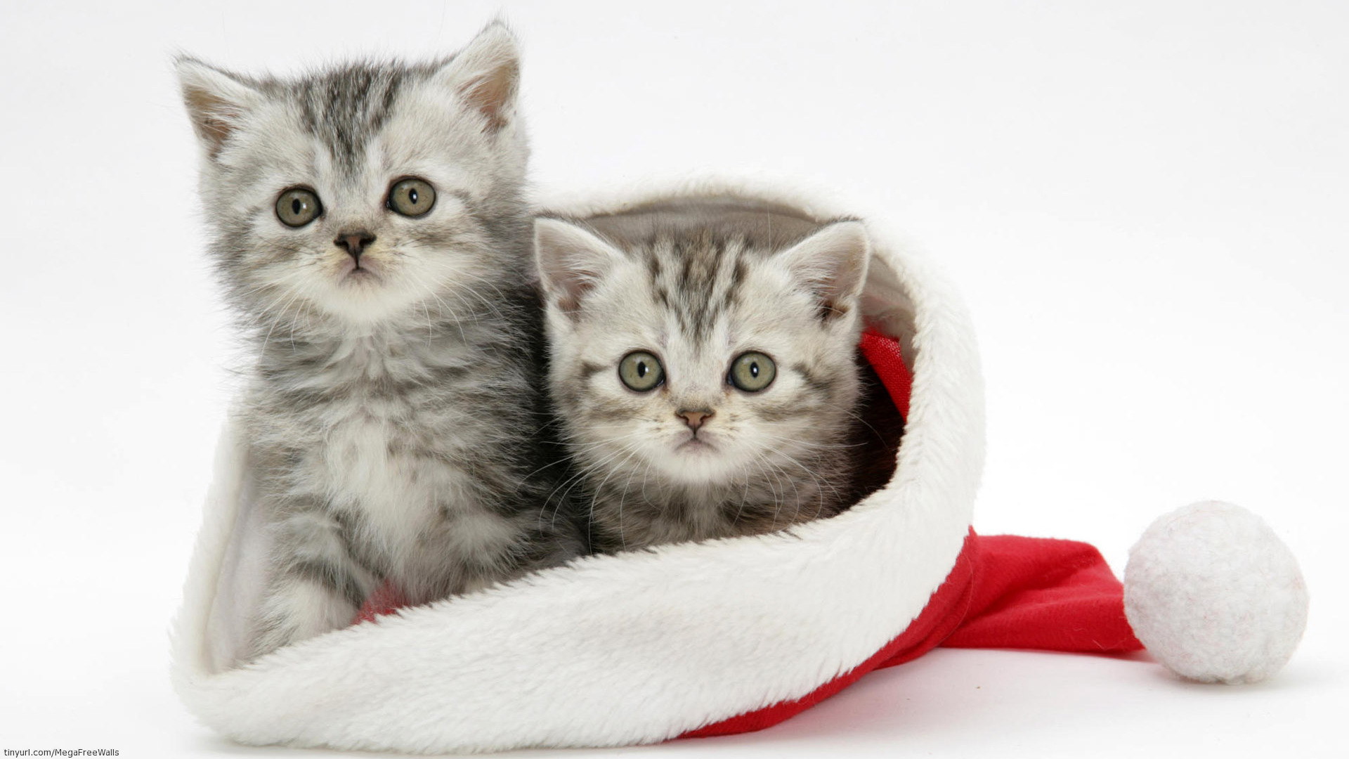 無料モバイル壁紙動物, ネコ, 子猫, サンタハットをダウンロードします。