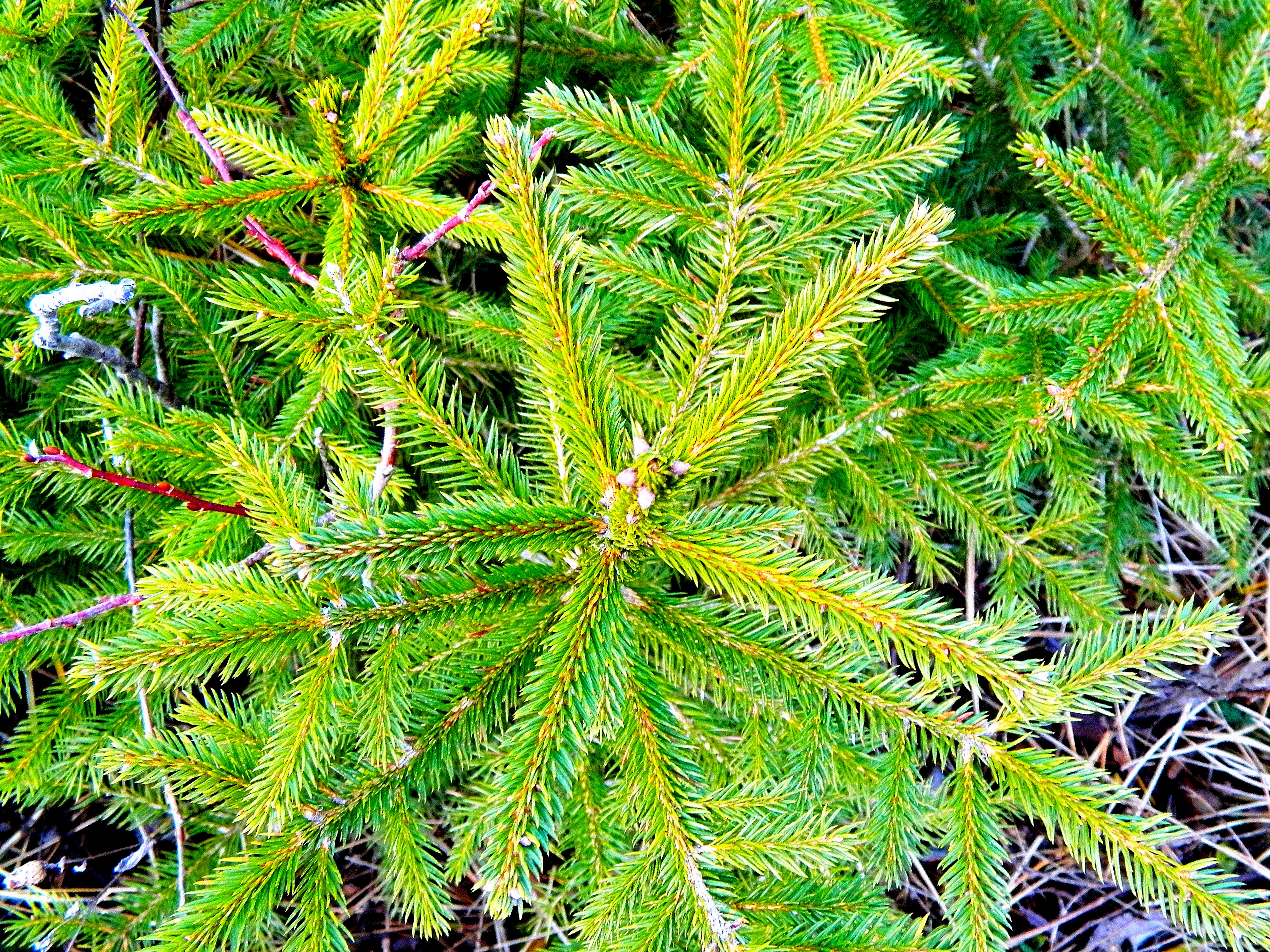 Baixe gratuitamente a imagem Terra/natureza, Visto De Perto na área de trabalho do seu PC