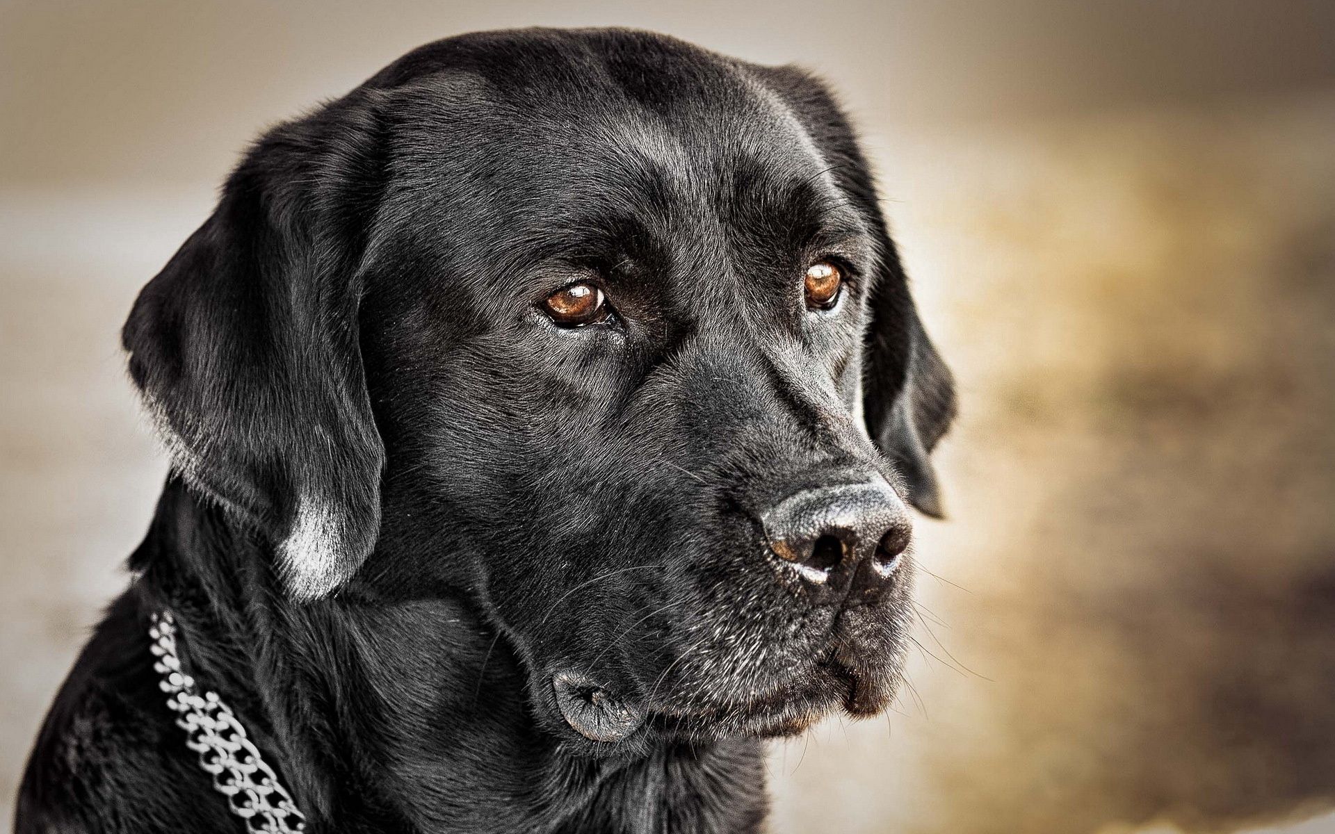 PCデスクトップに銃口, 襟, 黒い犬, 動物, 犬画像を無料でダウンロード