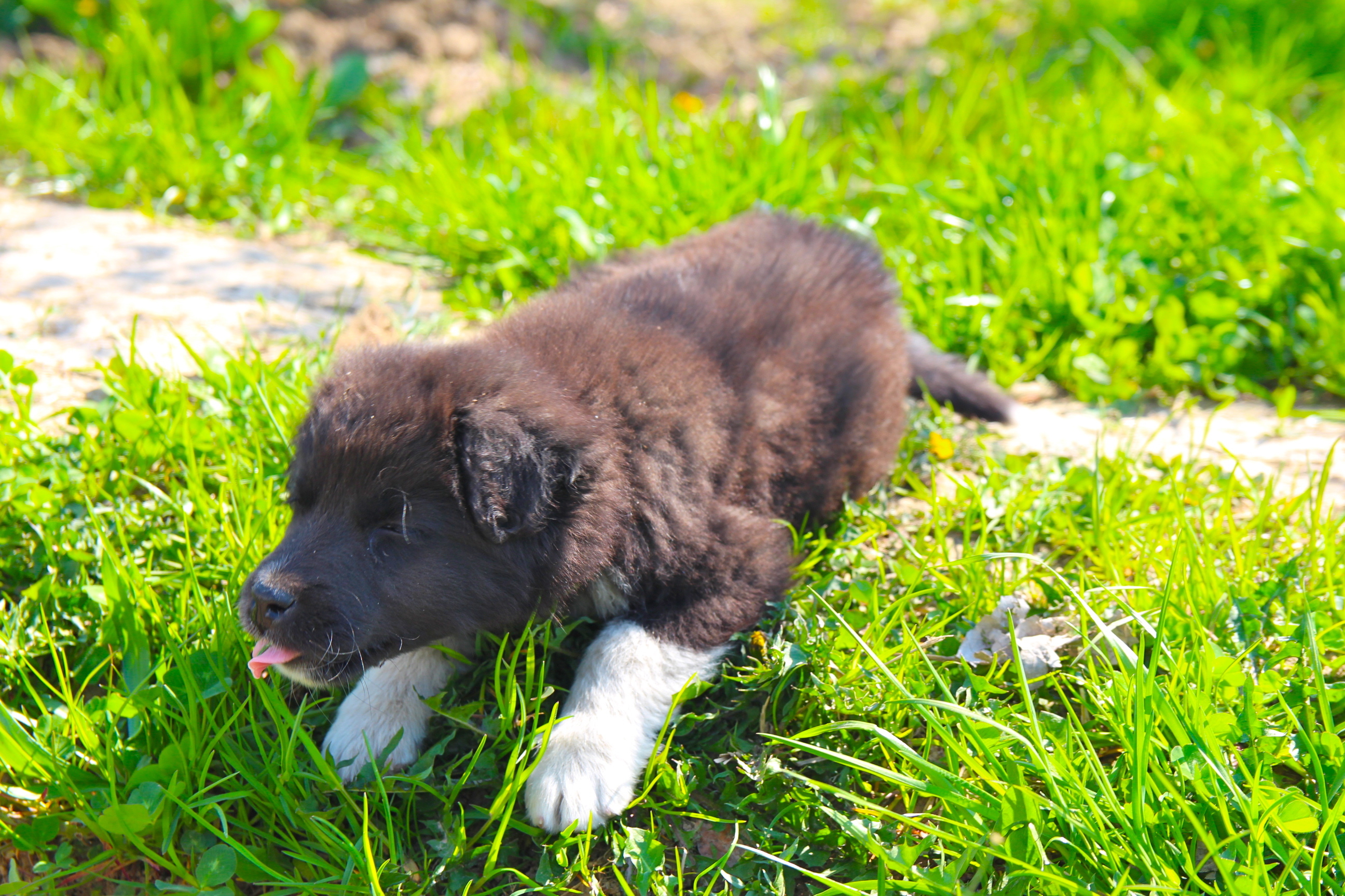 無料モバイル壁紙子犬, 犬, 動物をダウンロードします。