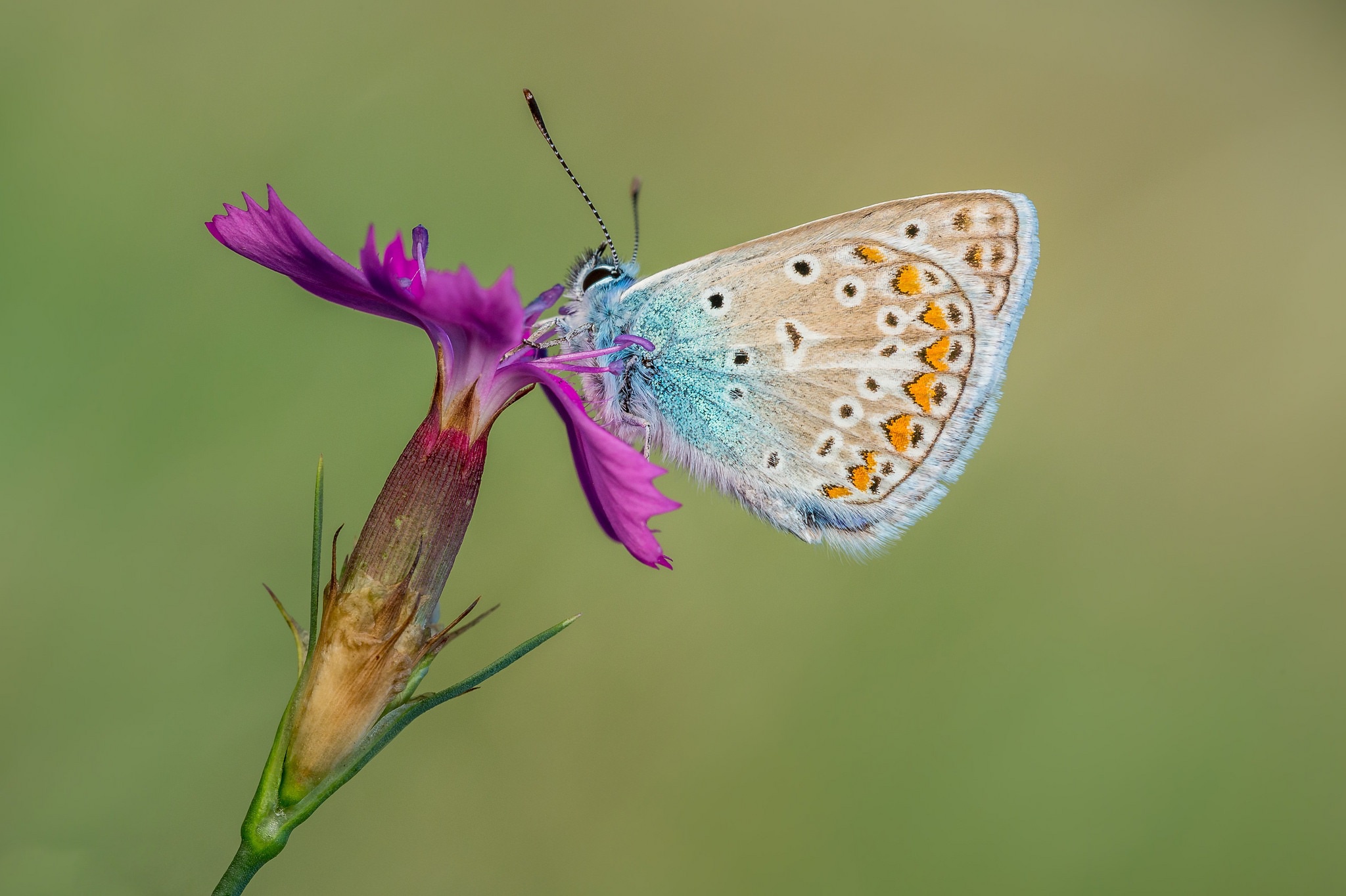 Descarga gratis la imagen Animales, Flor, Insecto, Mariposa, Macrofotografía en el escritorio de tu PC