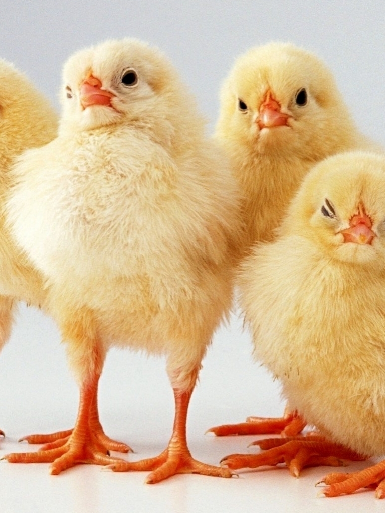 Download mobile wallpaper Birds, Animal, Chicken for free.