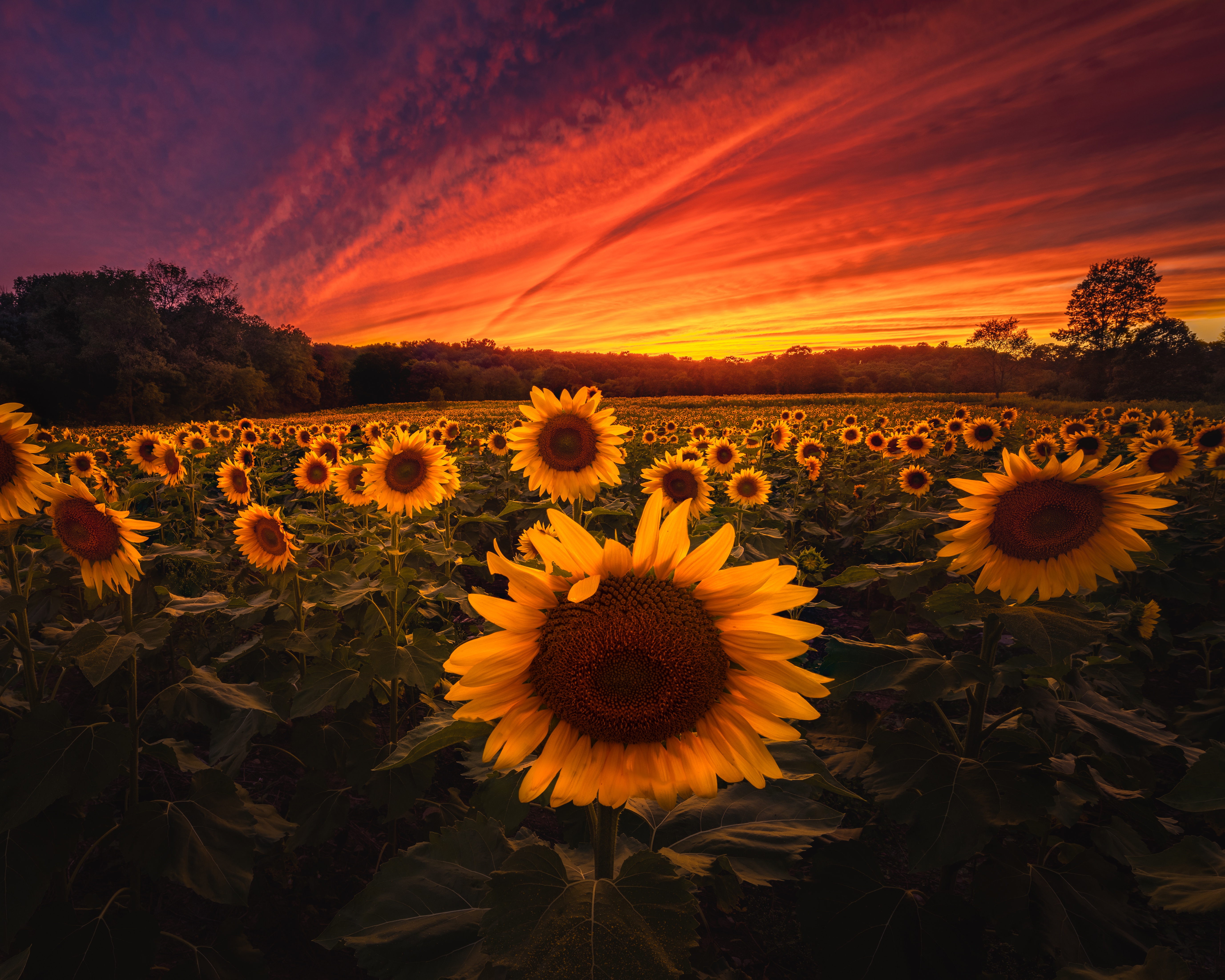 Descarga gratuita de fondo de pantalla para móvil de Naturaleza, Flores, Verano, Campo, Girasol, Flor Amarilla, Atardecer, Tierra/naturaleza.