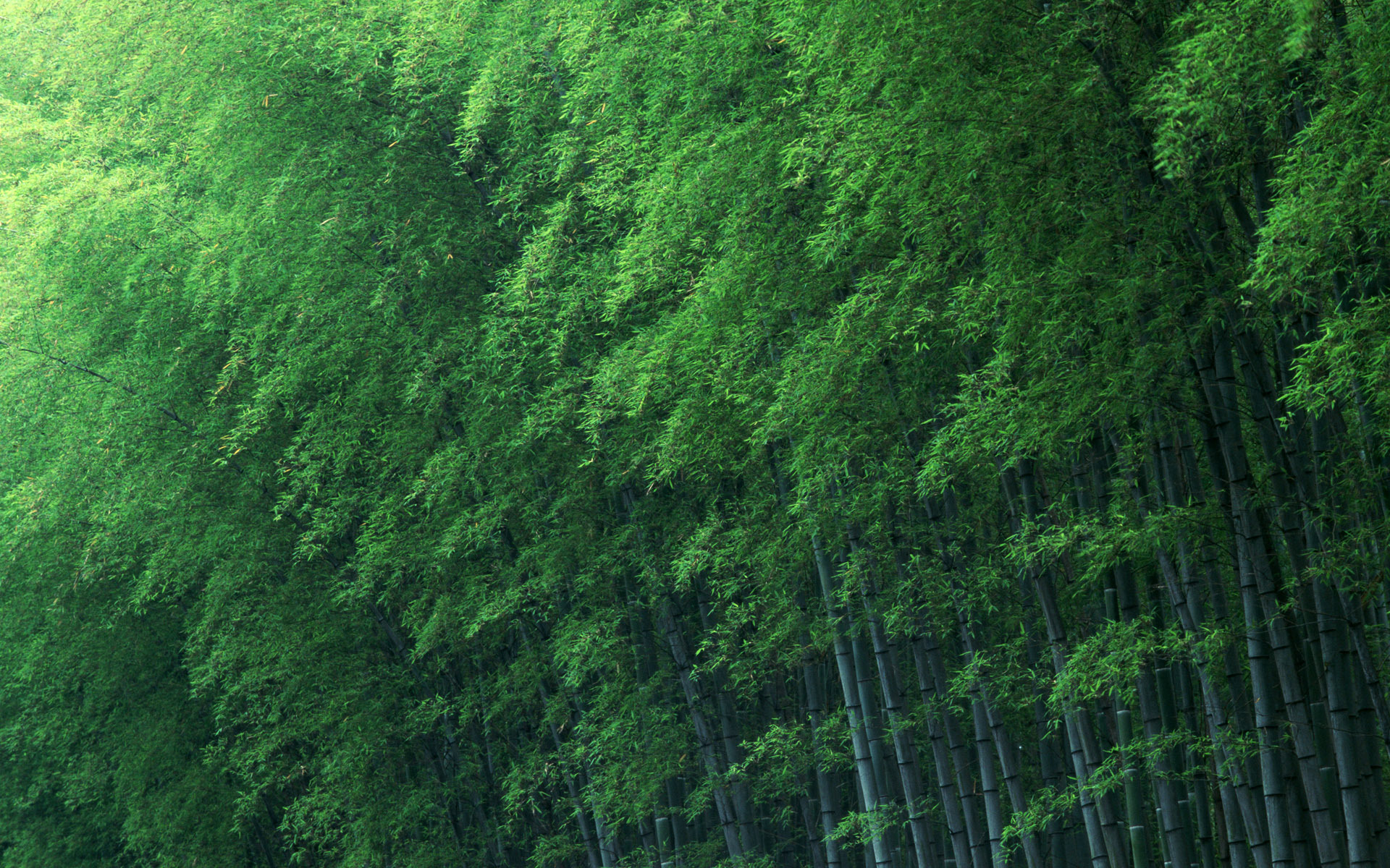 Download mobile wallpaper Forest, Earth, Bamboo for free.
