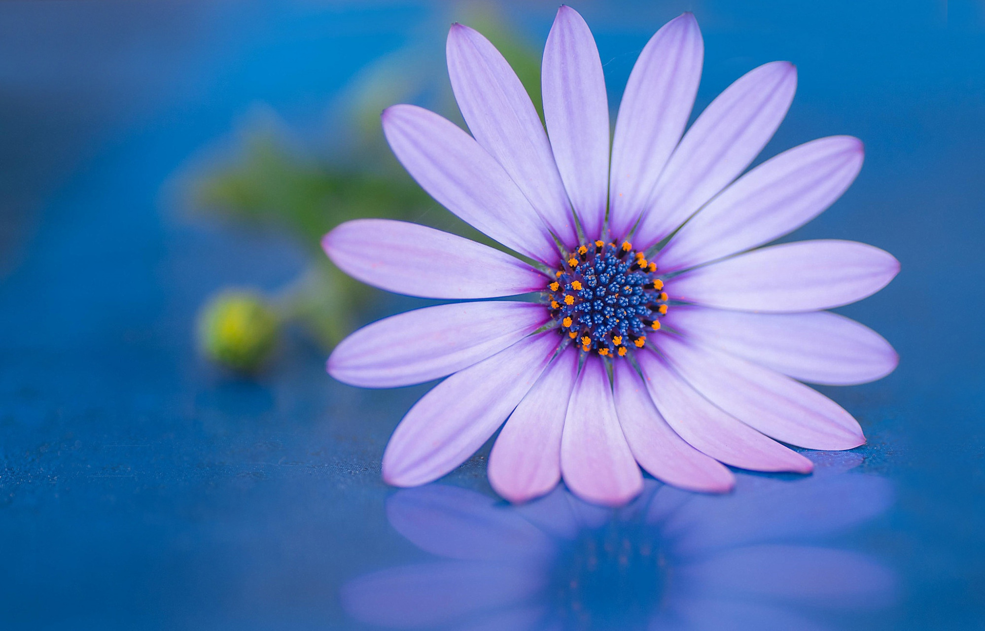Laden Sie das Nahansicht, Gänseblümchen, Lila Blume, Erde/natur, Kapkörbchen-Bild kostenlos auf Ihren PC-Desktop herunter